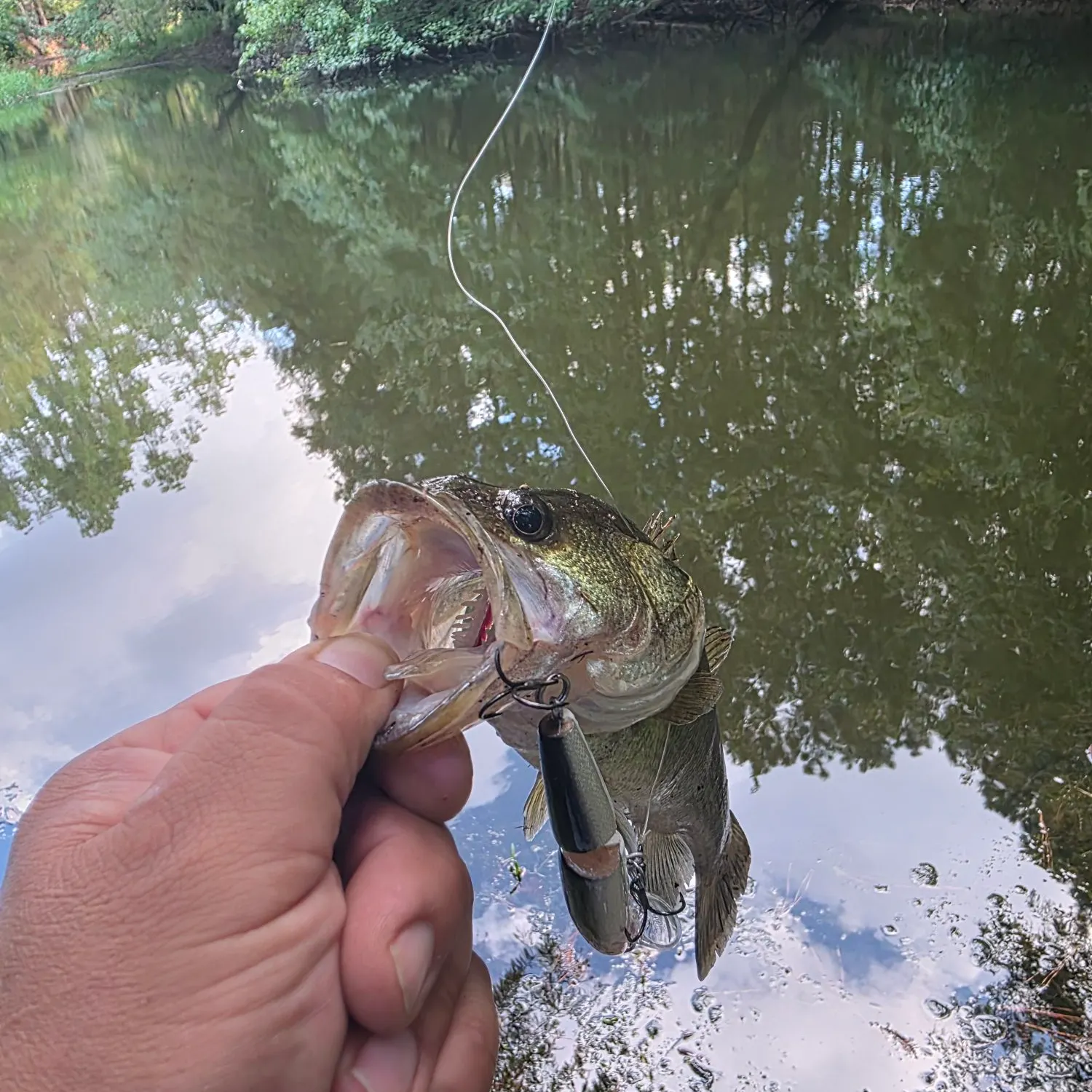 Largemouth bass caught on Fishbrain
