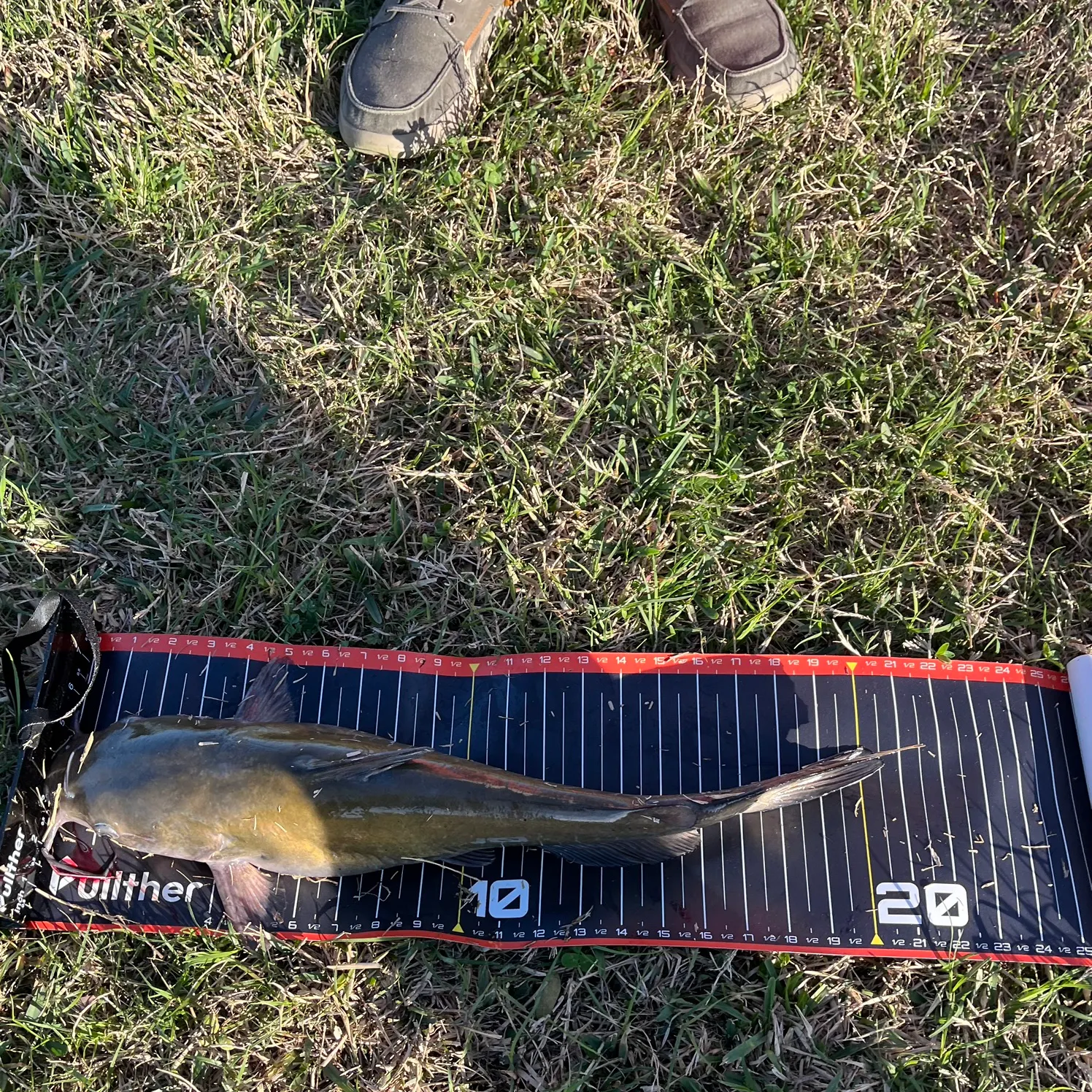 The most recent Flathead catfish catches on Fishbrain