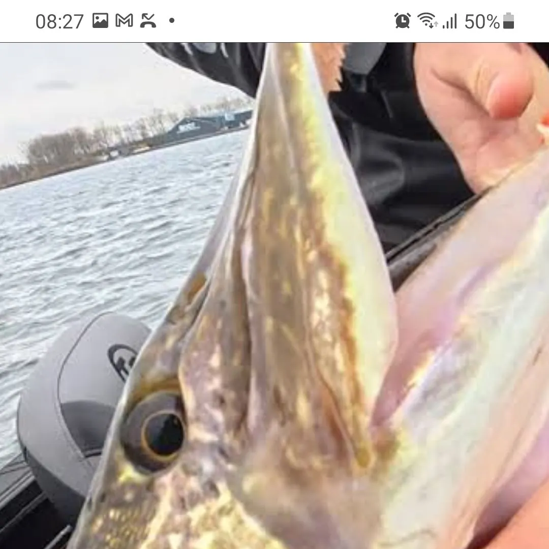 Northern pike caught on Fishbrain