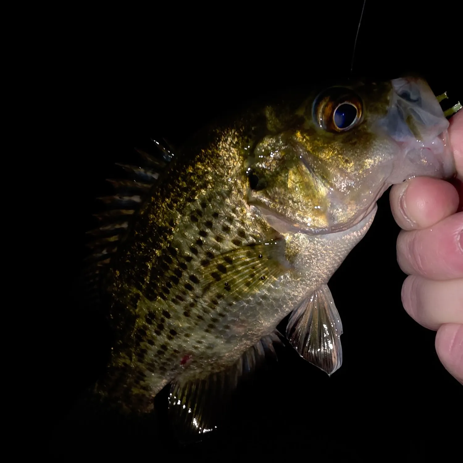 Rock bass caught on Fishbrain