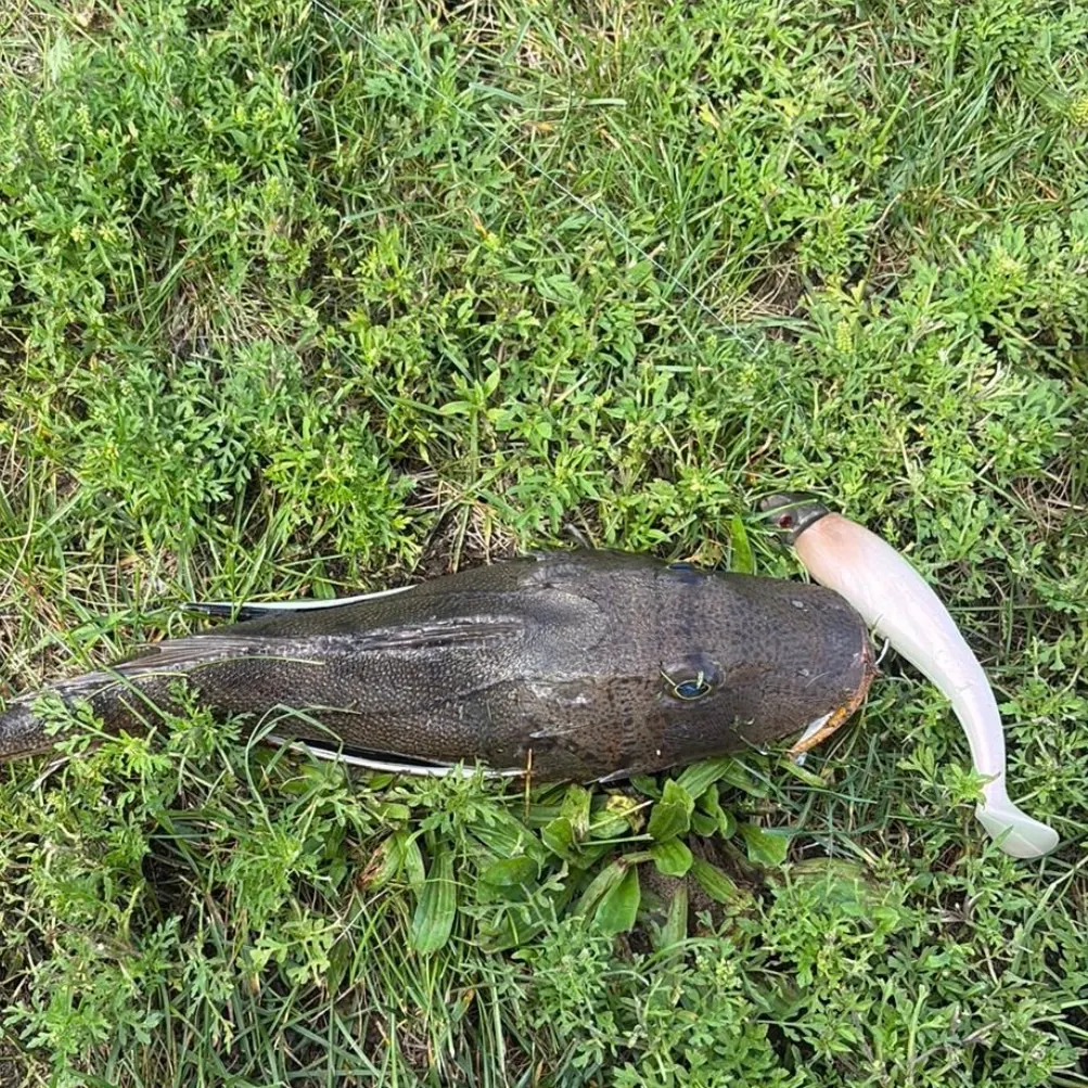 Striped searobin caught on Fishbrain