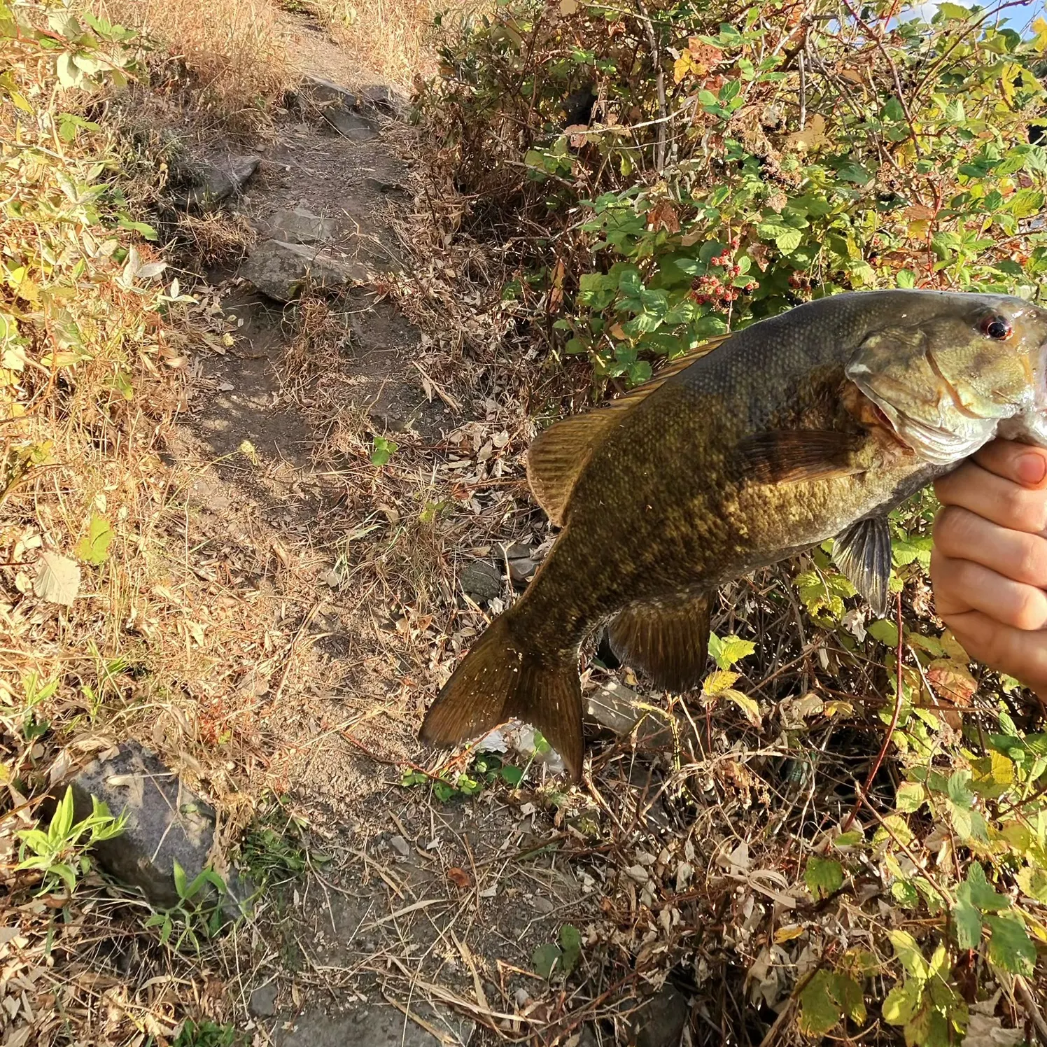Smallmouth bass caught on Fishbrain