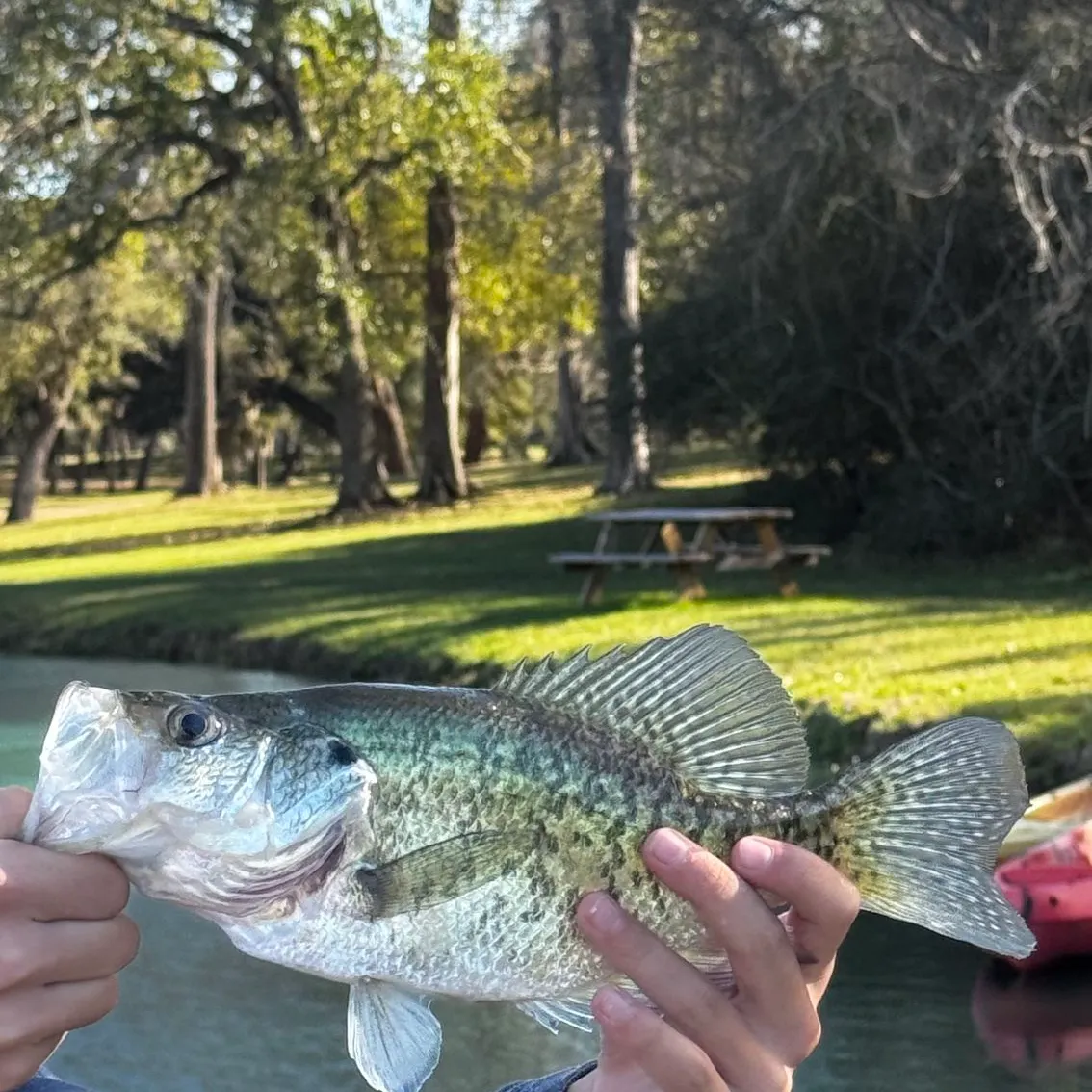 The most recent White crappie catches on Fishbrain