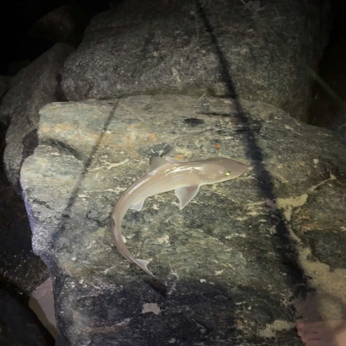 The most recent Blue shark catches on Fishbrain