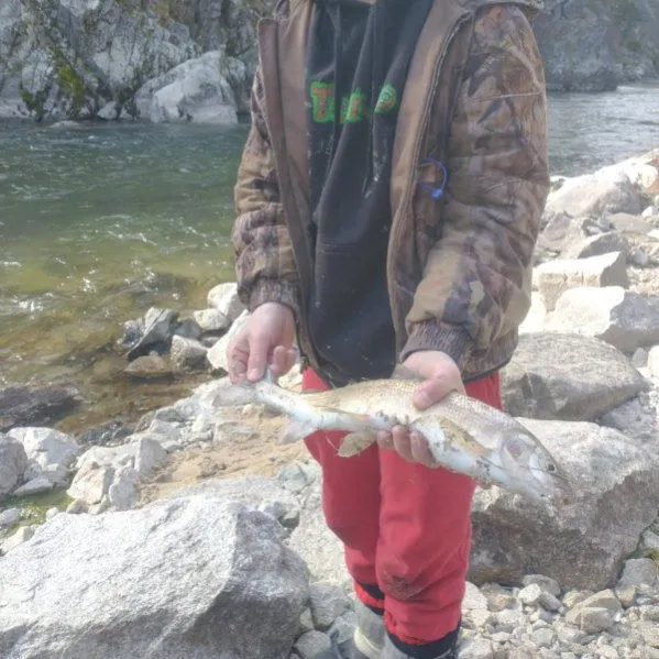 Mountain whitefish caught on Fishbrain
