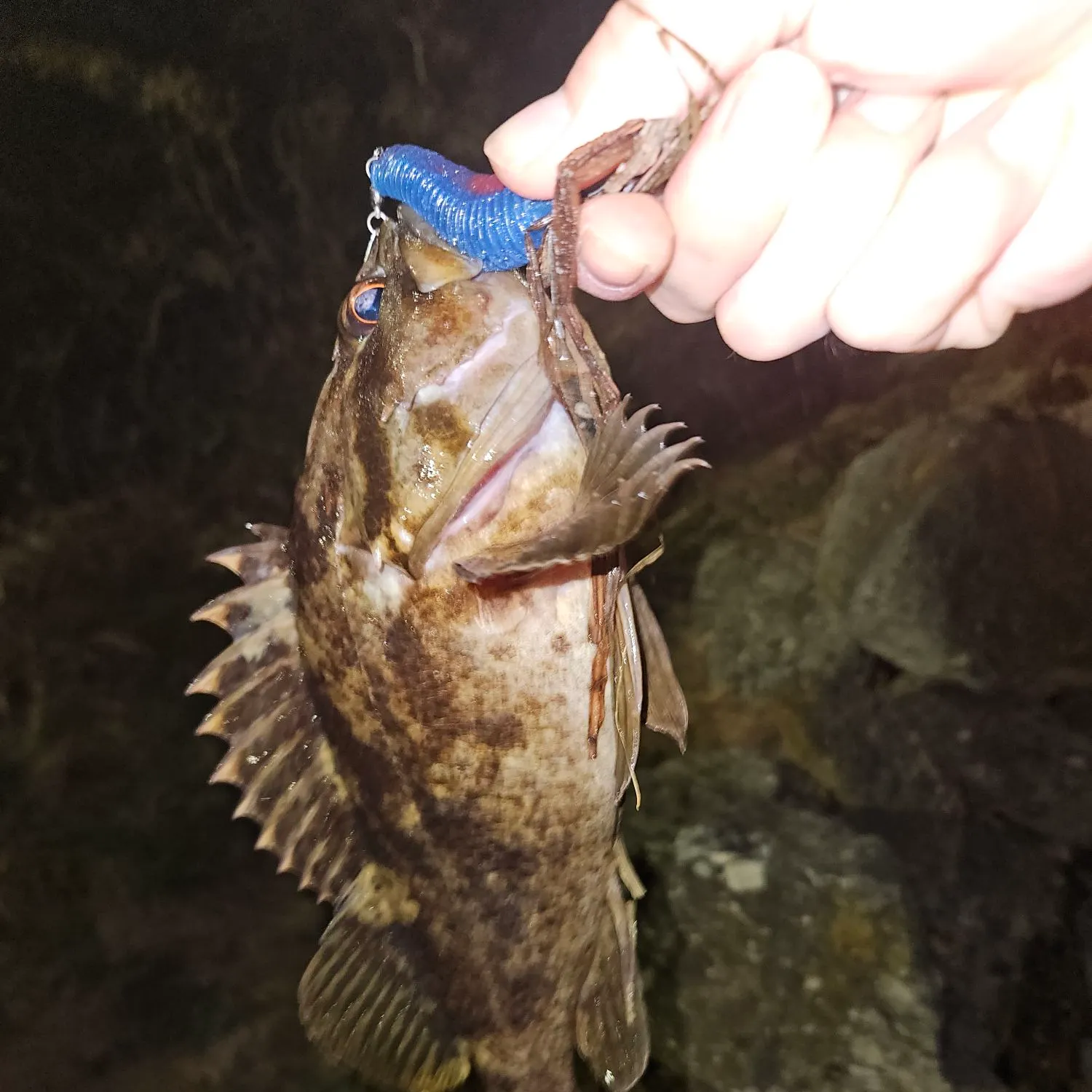 The most recent Grass rockfish catches on Fishbrain