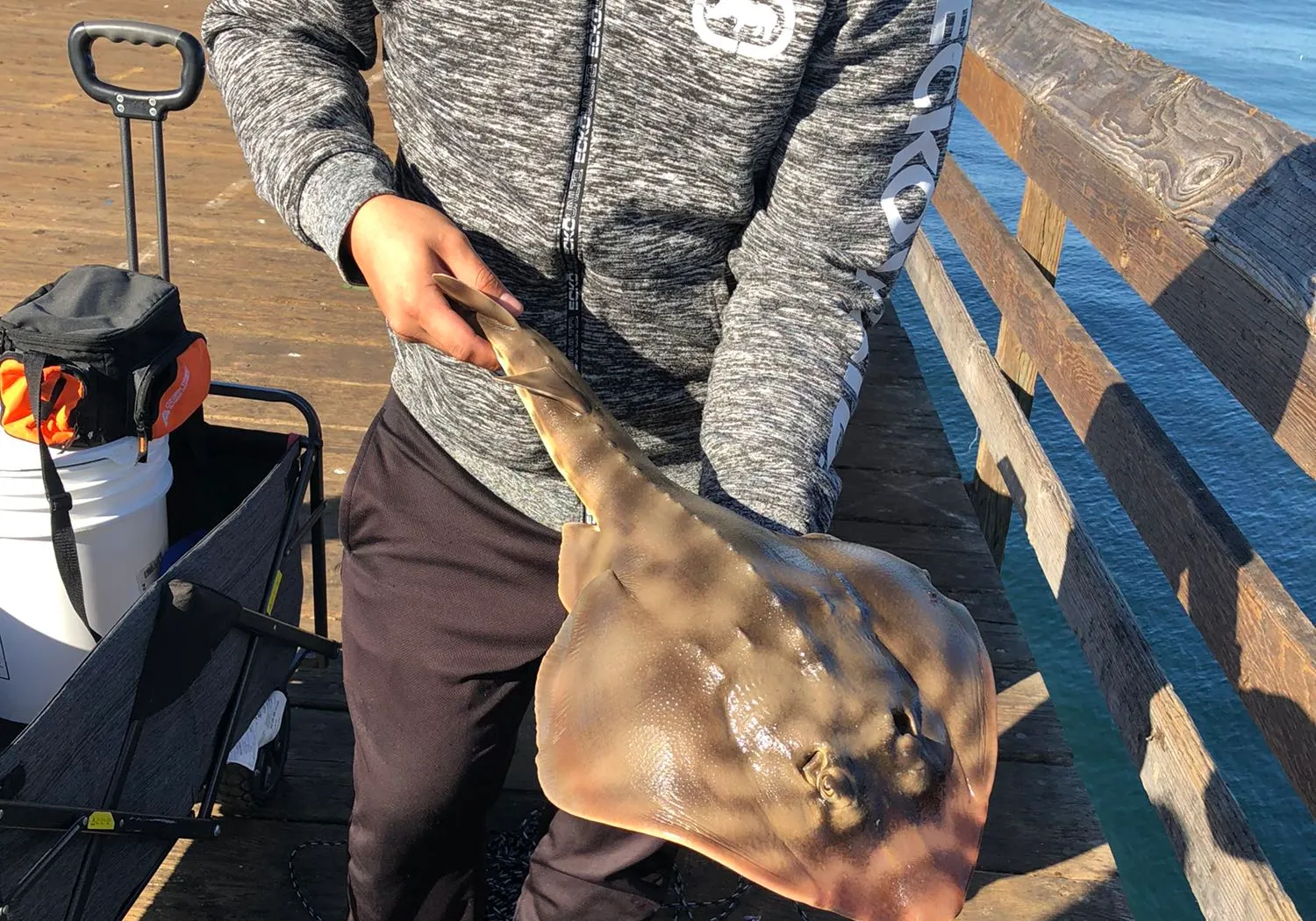 Pacific shovelnose guitarfish