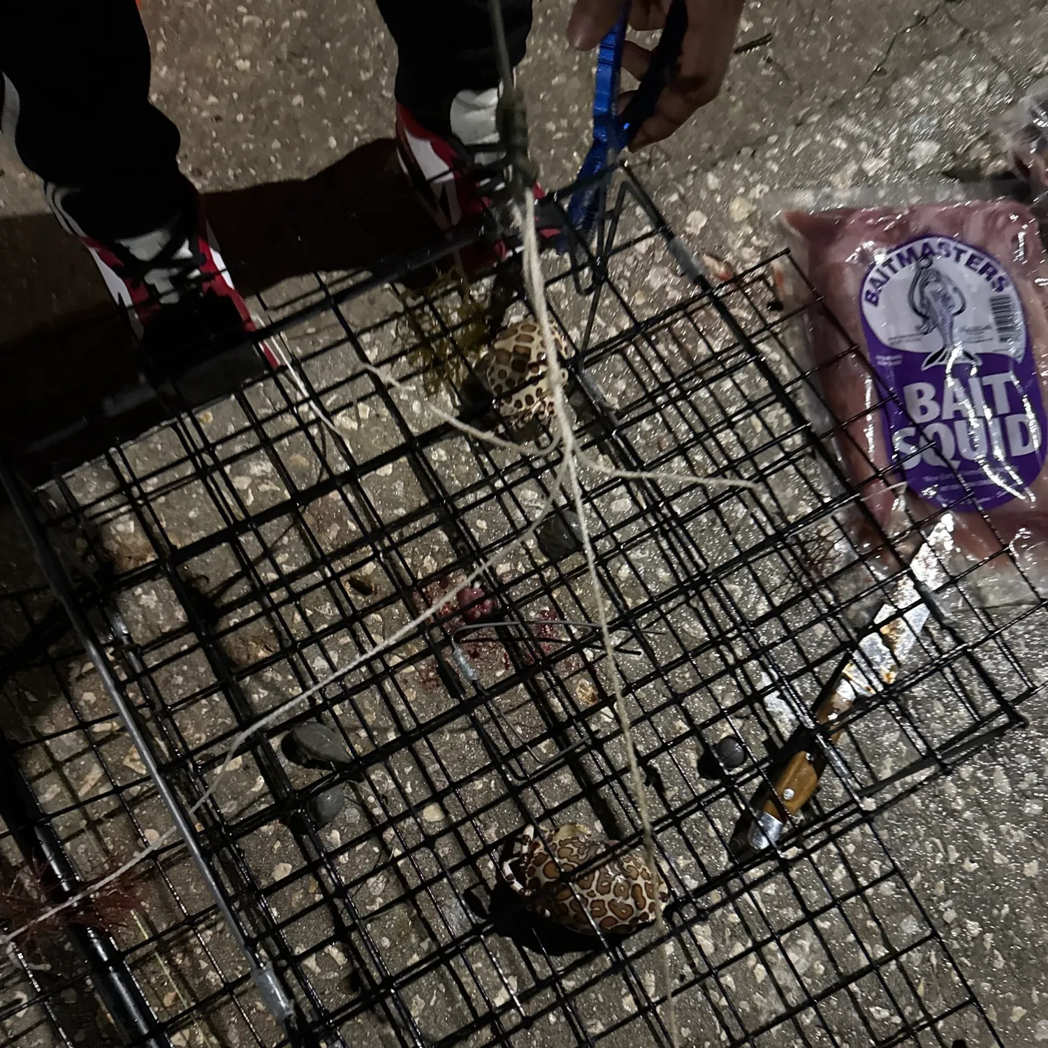 The most recent Spotted reef crab catches on Fishbrain