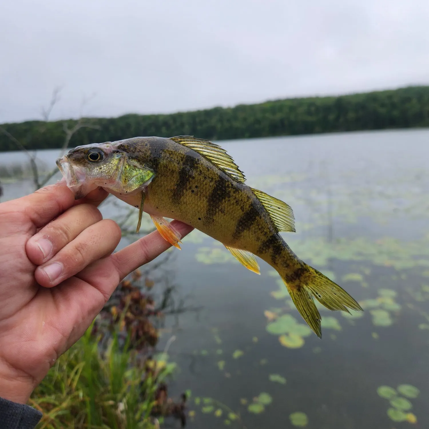 Yellow perch caught on Fishbrain
