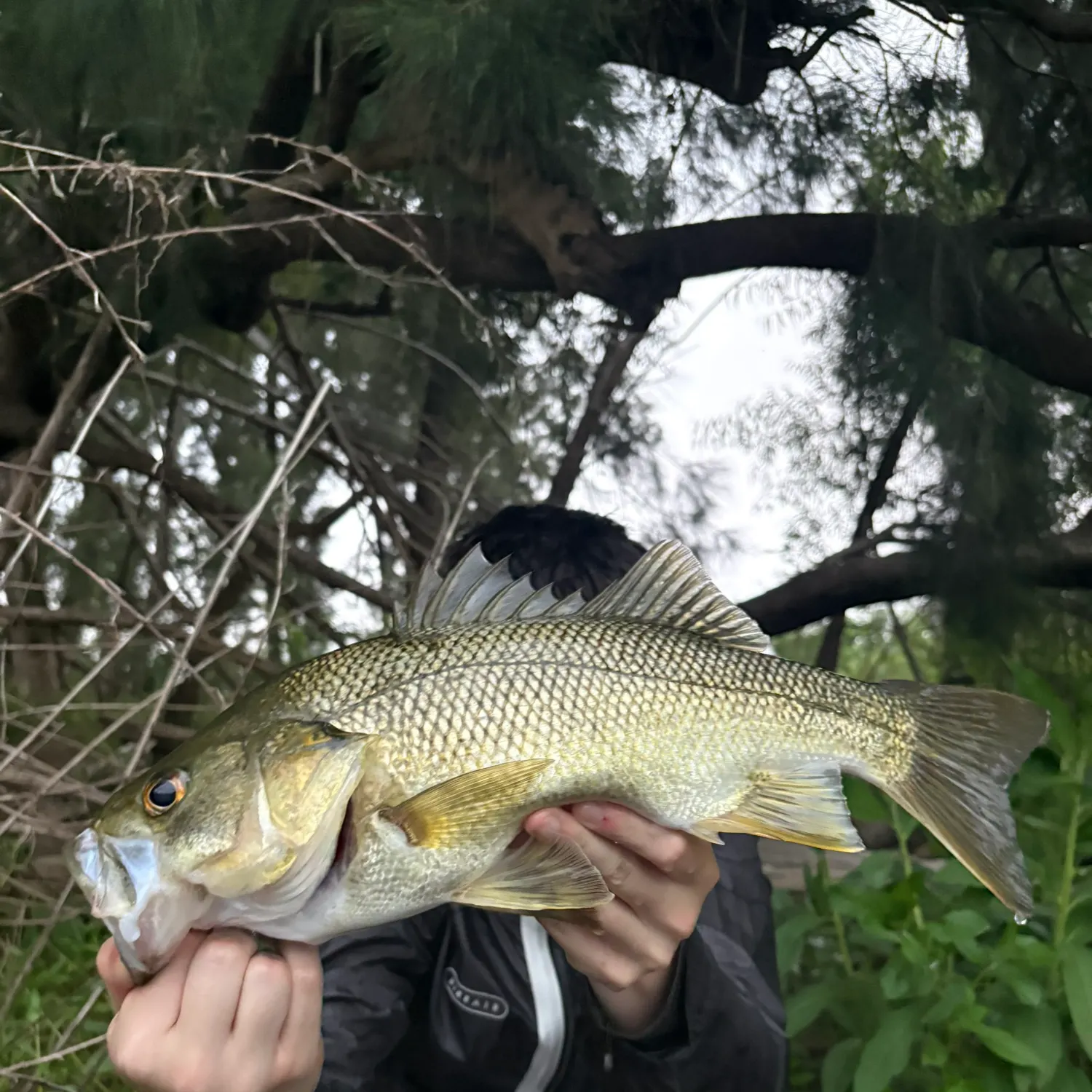 The most recent Australian bass catches on Fishbrain