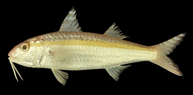 Goldband goatfish