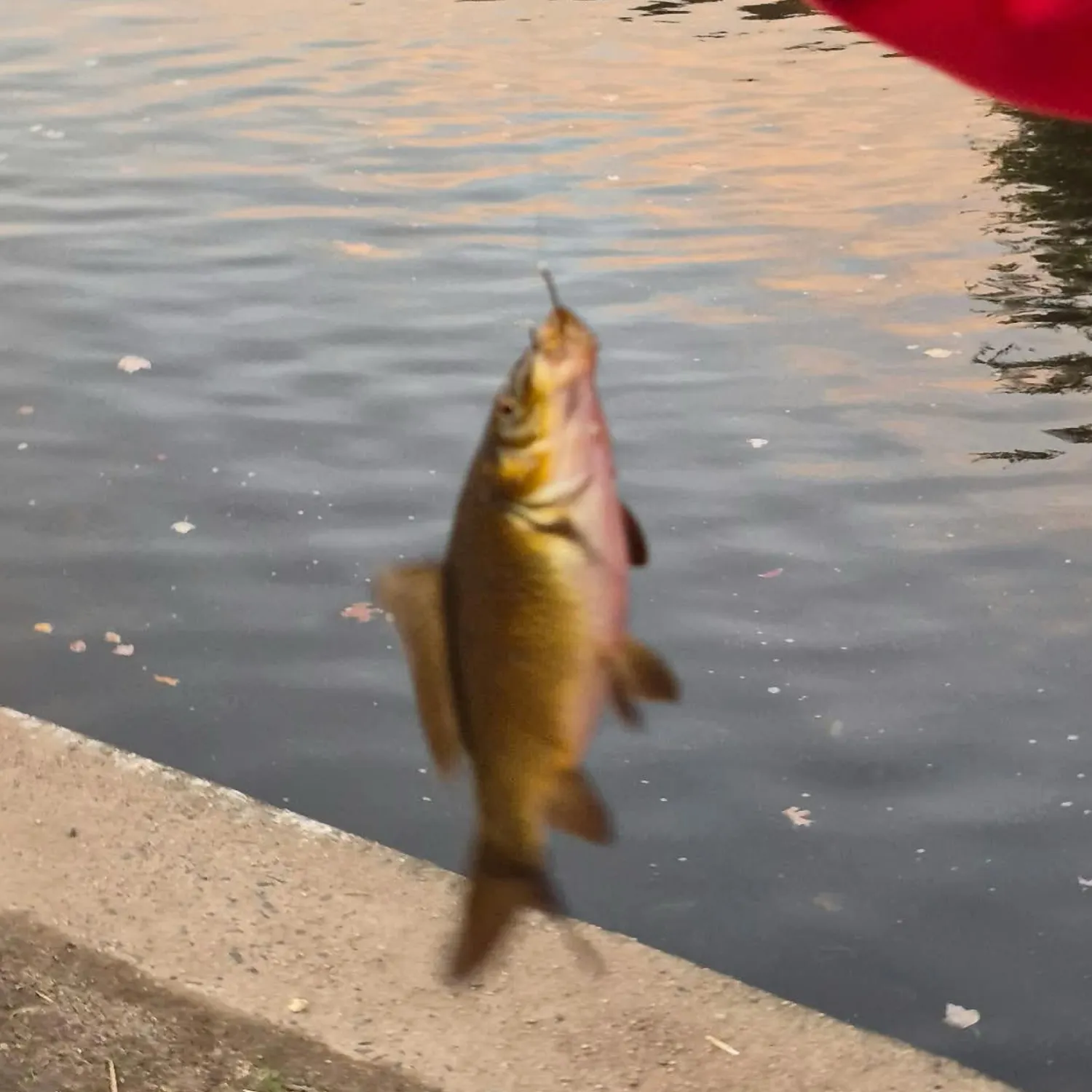 Common carp caught on Fishbrain