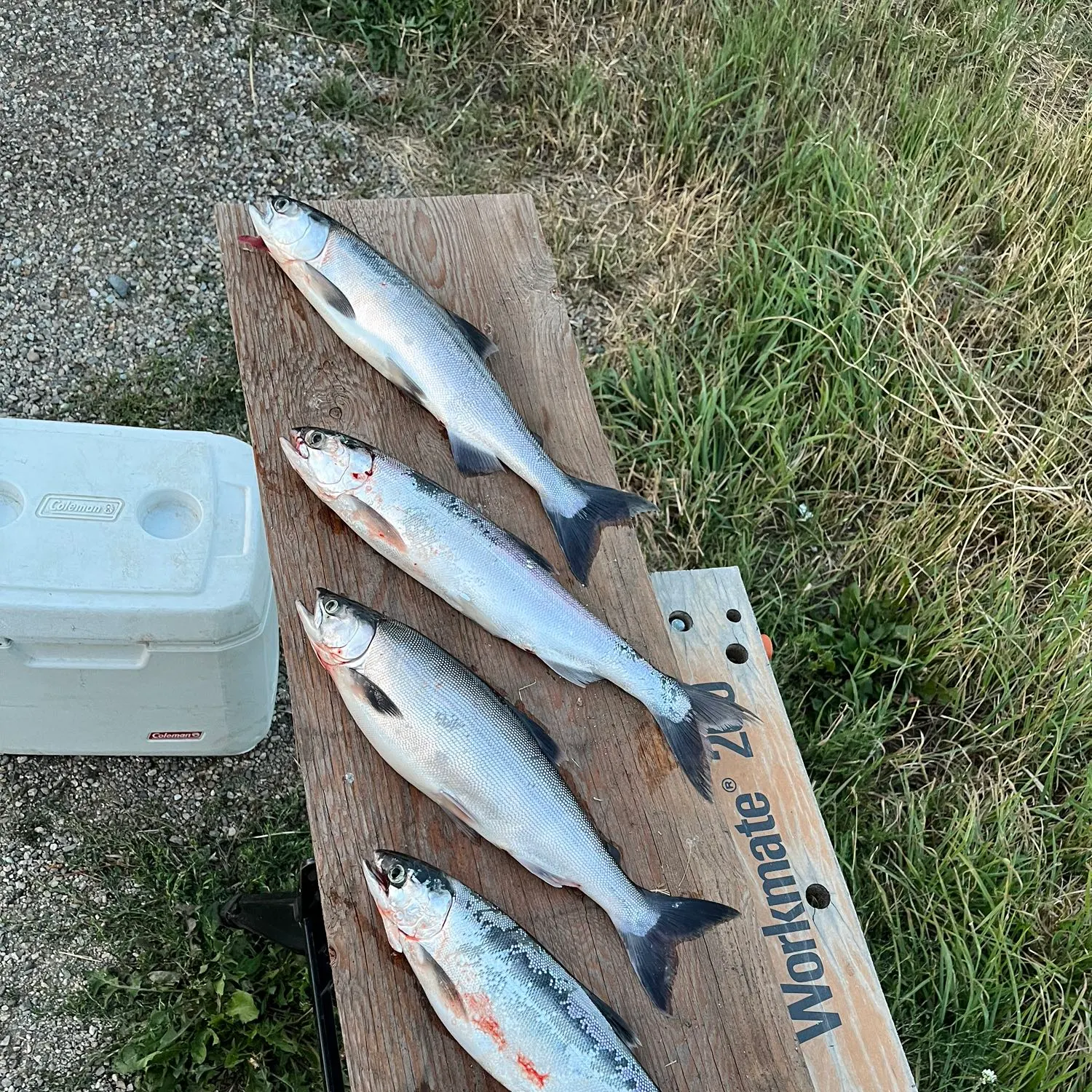 recently logged catches