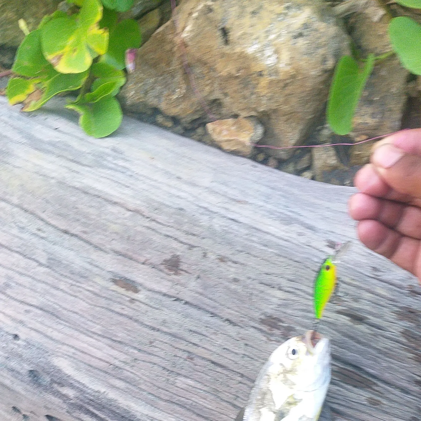 most liked catch image