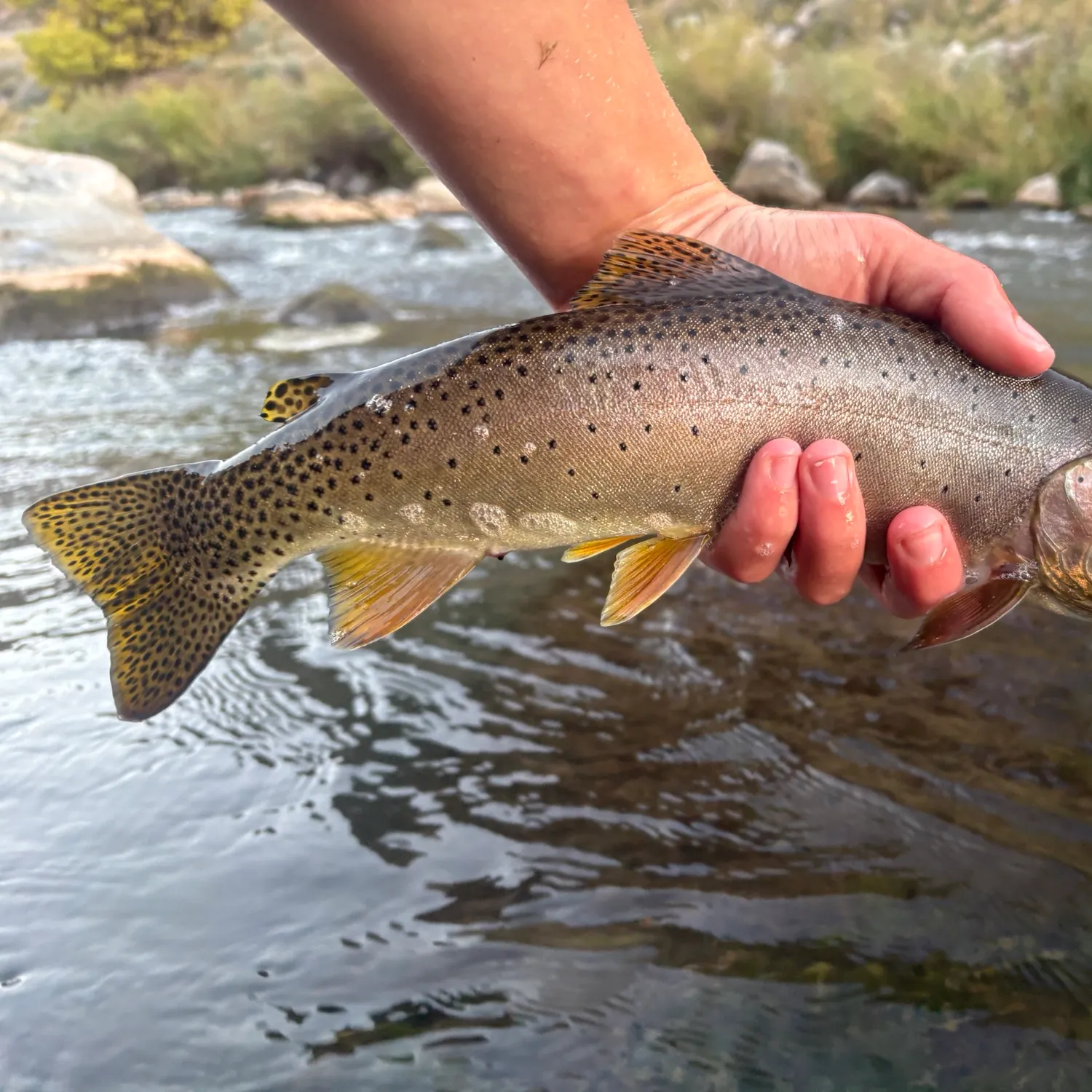 The most recent Bonneville cutthroat trout catches on Fishbrain