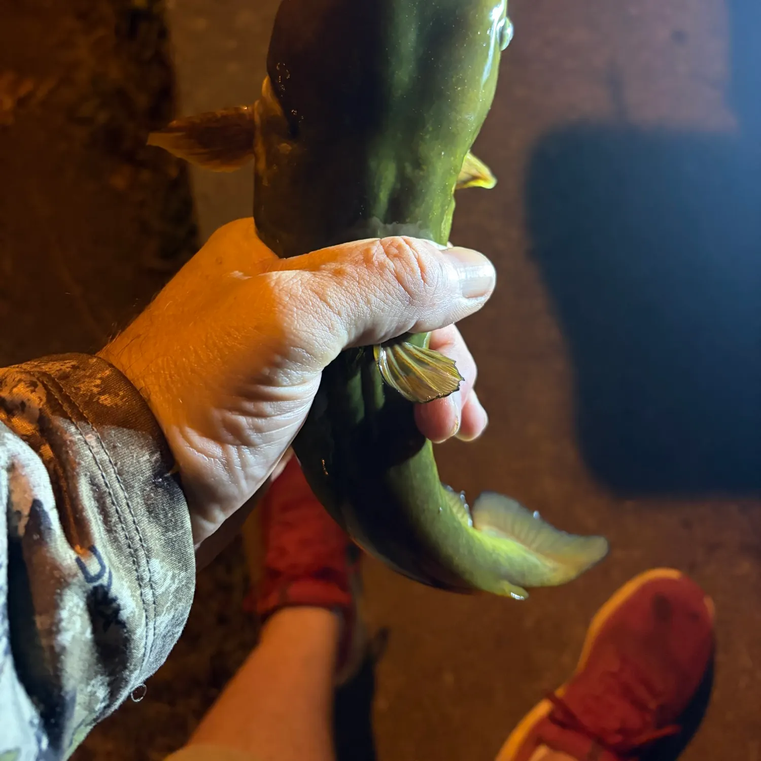 Yellow bullhead caught on Fishbrain