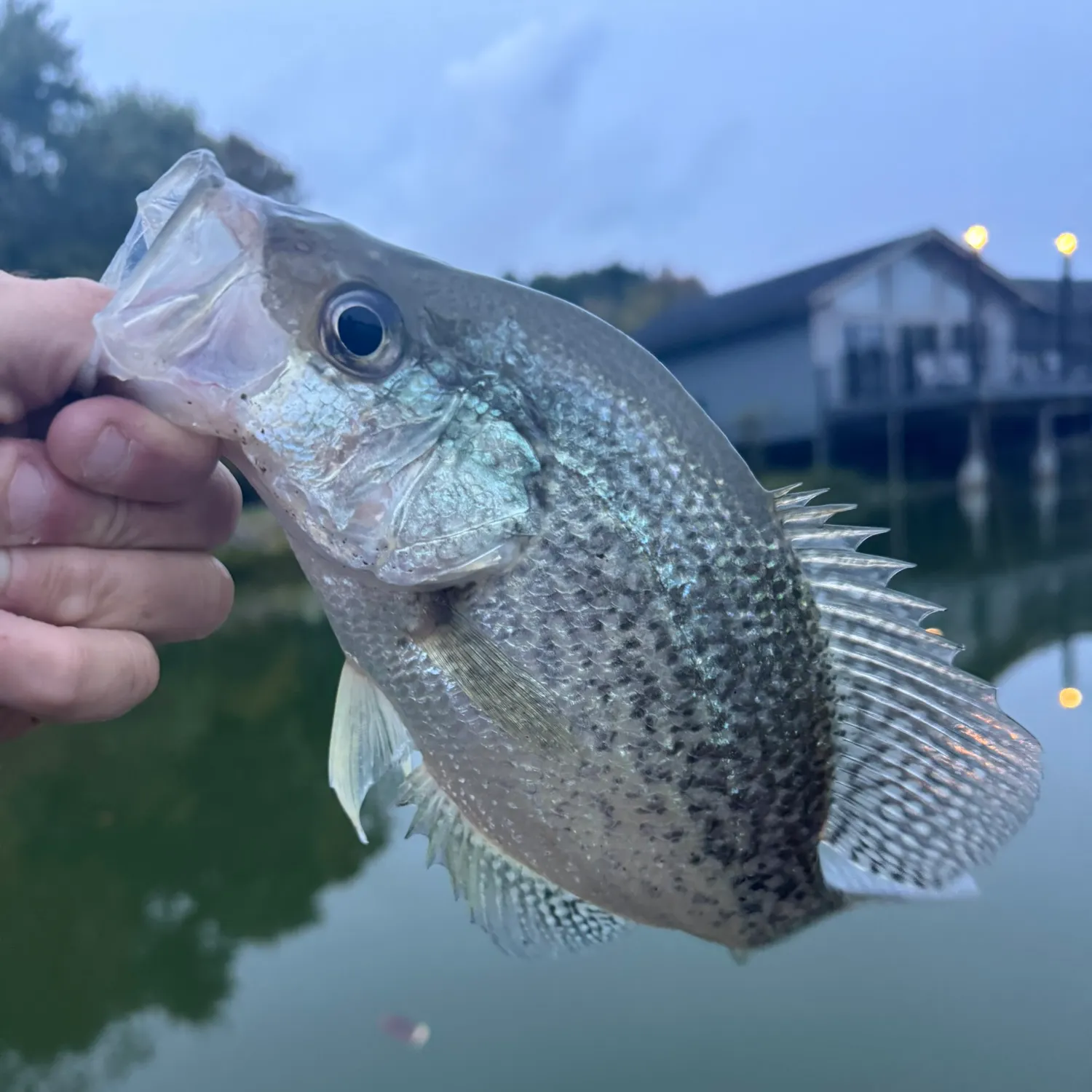Black crappie caught on Fishbrain