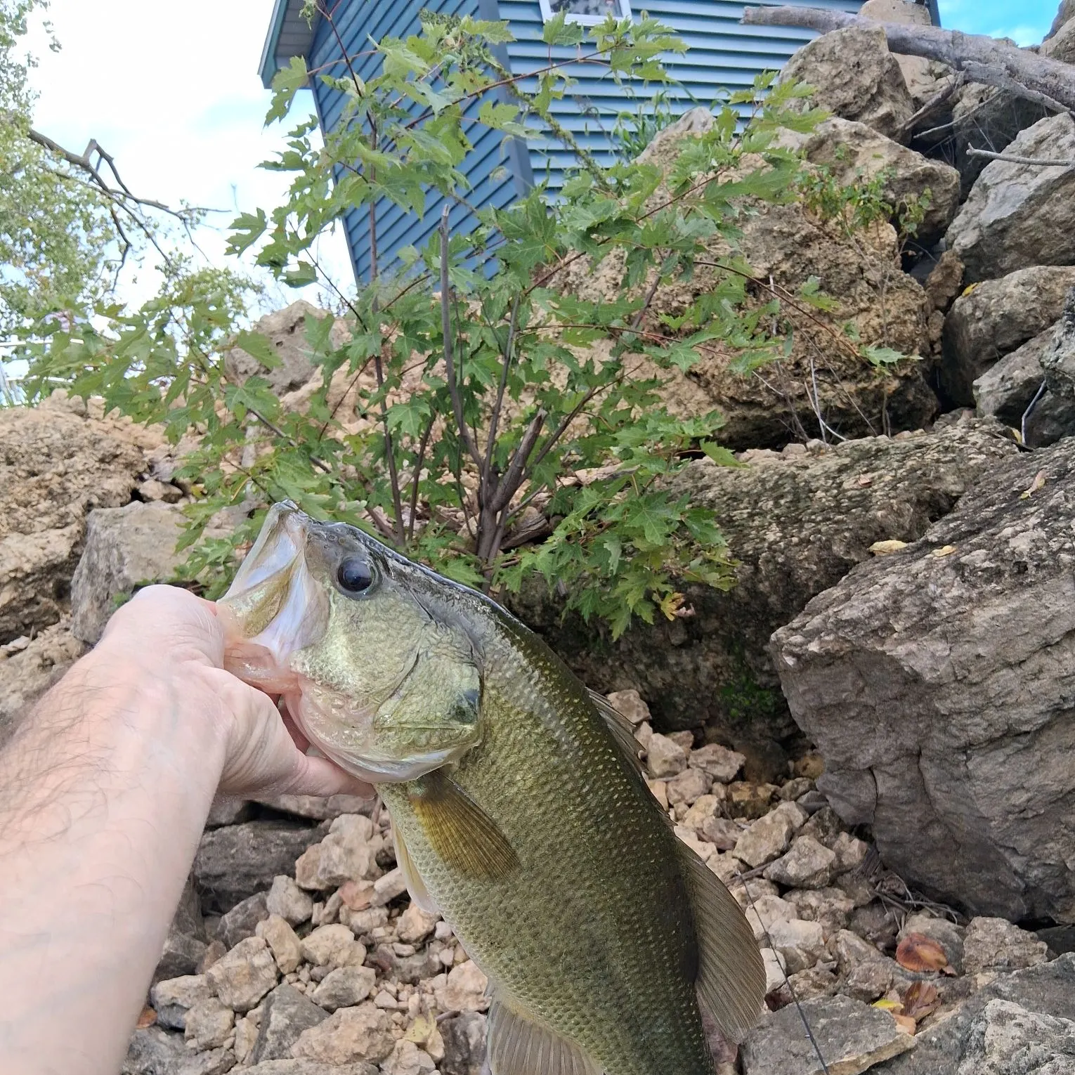 Largemouth bass caught on Fishbrain