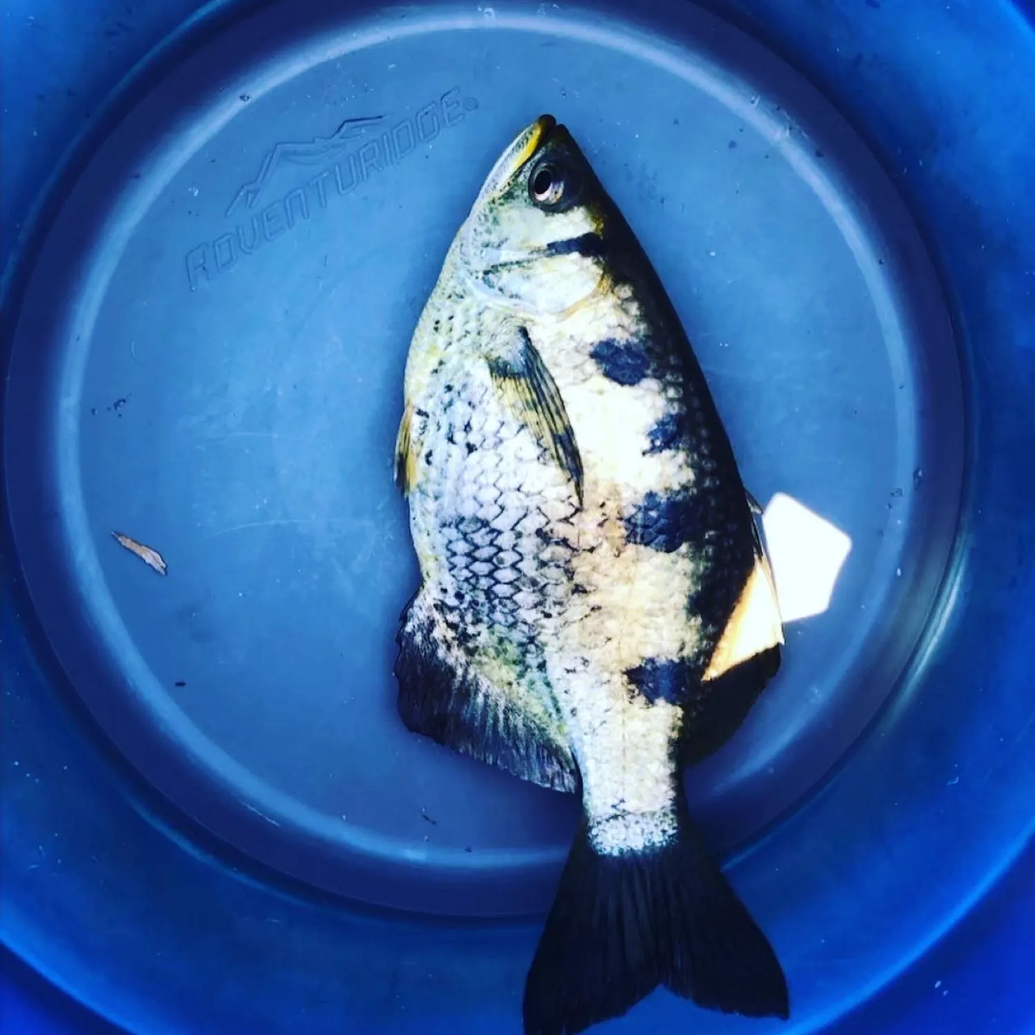 Fish caught on Fishbrain