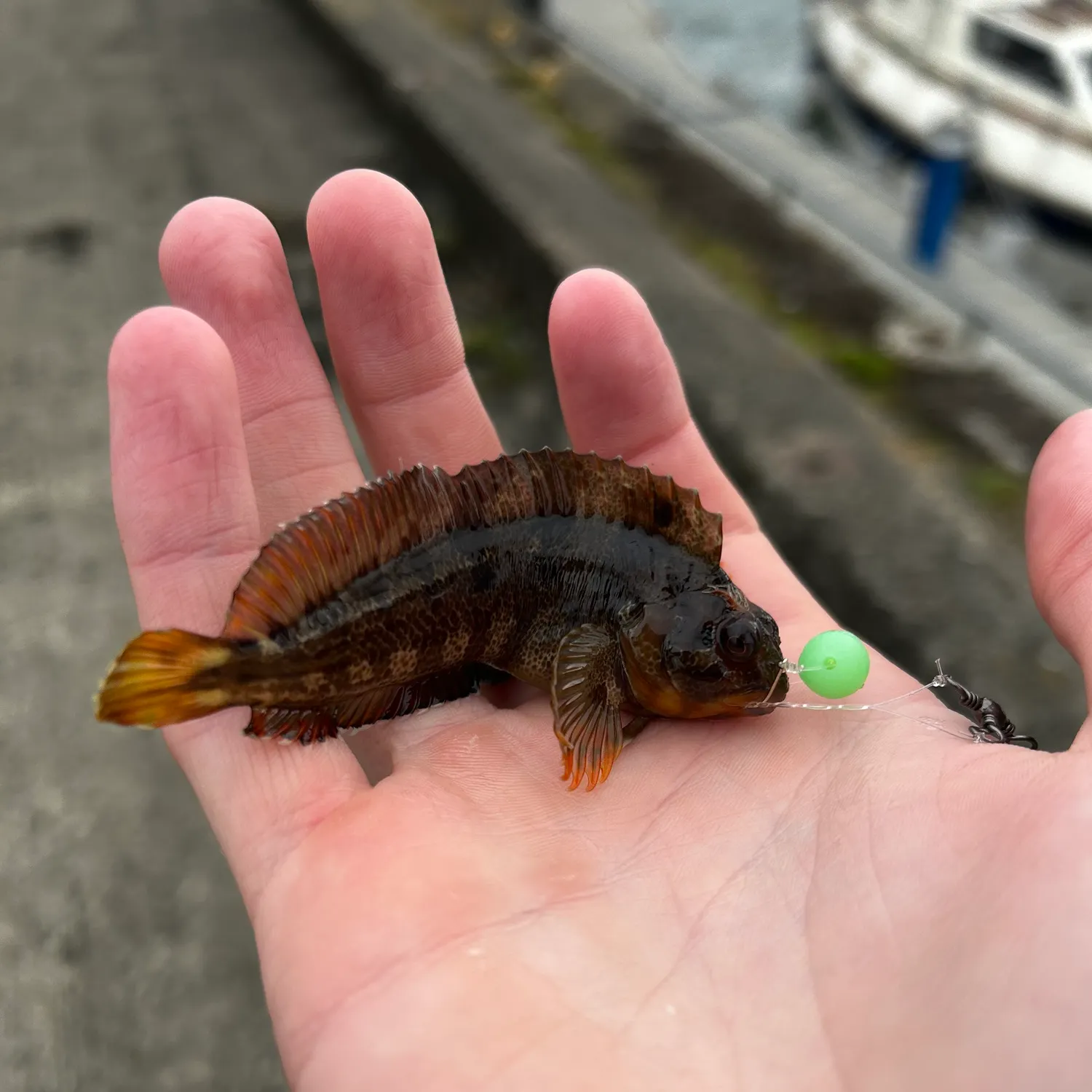 The most recent Tompot blenny catches on Fishbrain