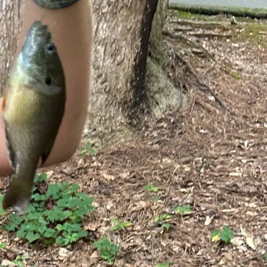 Crevalle jack caught on Fishbrain