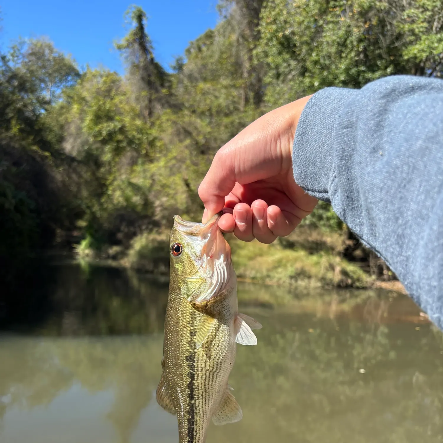 Spotted bass caught on Fishbrain