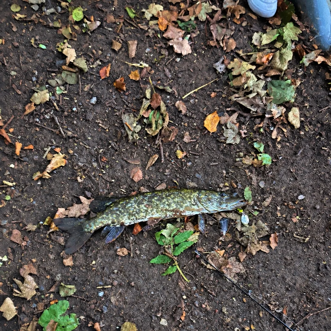 Northern pike caught on Fishbrain