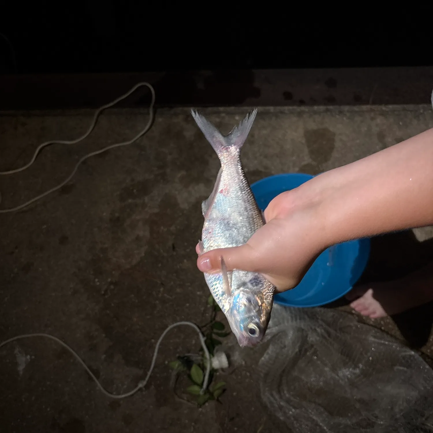 Fish caught on Fishbrain