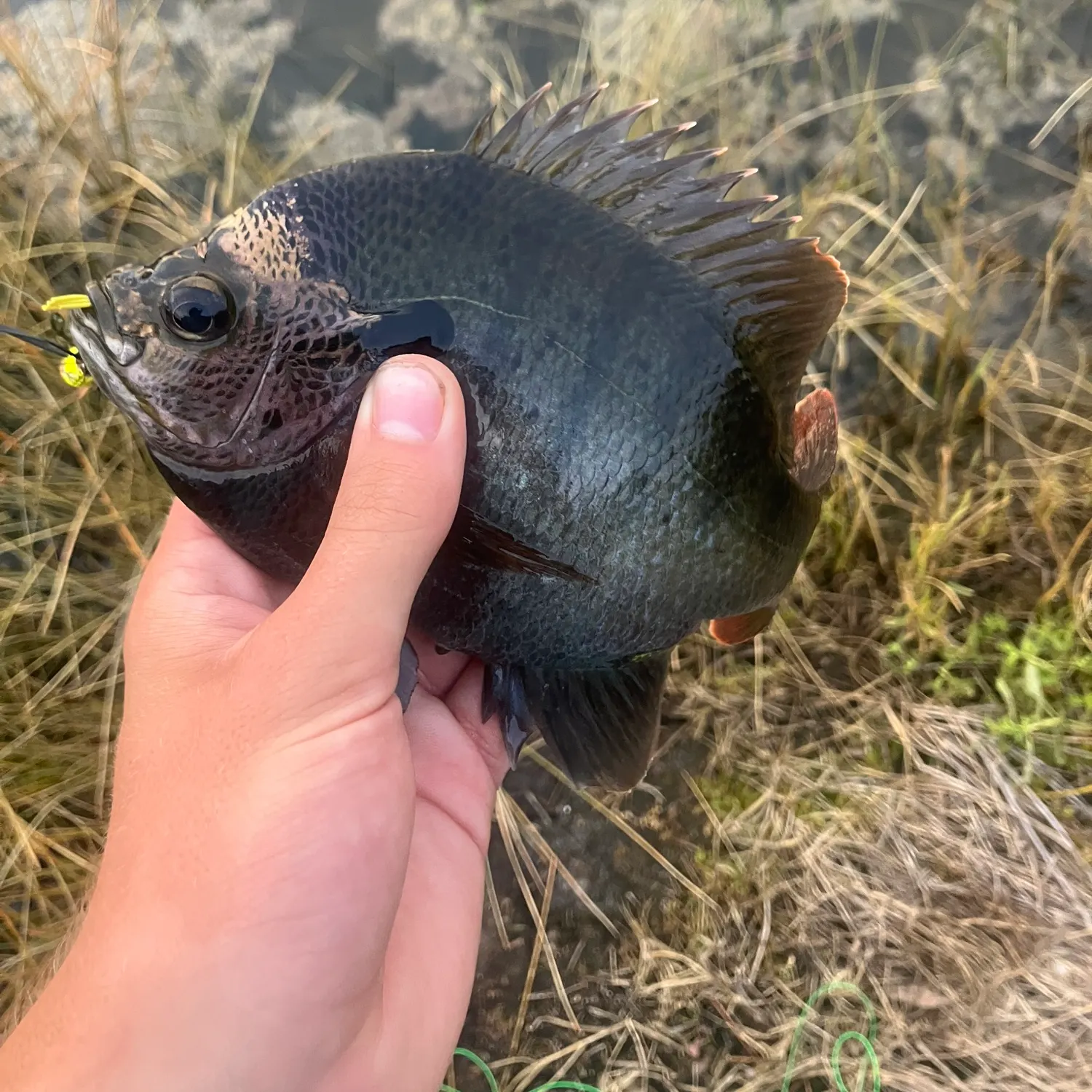 The most recent Coppernose bluegill catches on Fishbrain