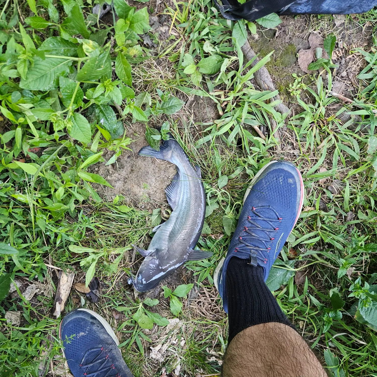Blue catfish caught on Fishbrain