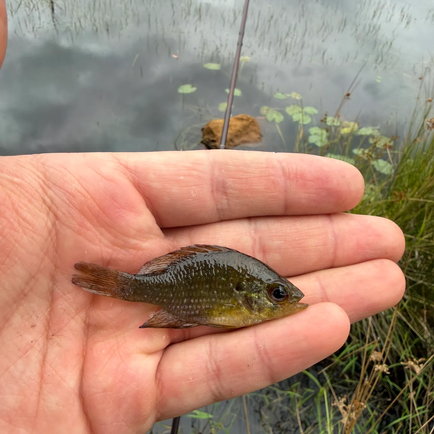 The most recent Bluespotted sunfish catches on Fishbrain