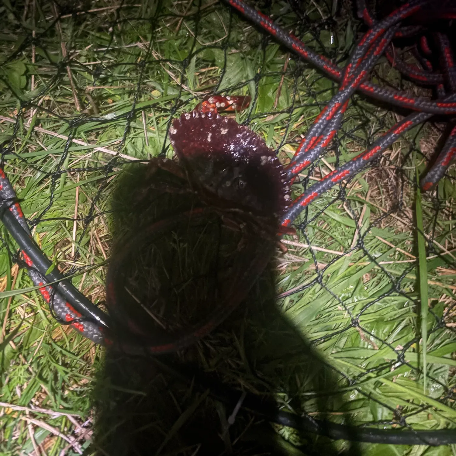 Red rock crab caught on Fishbrain