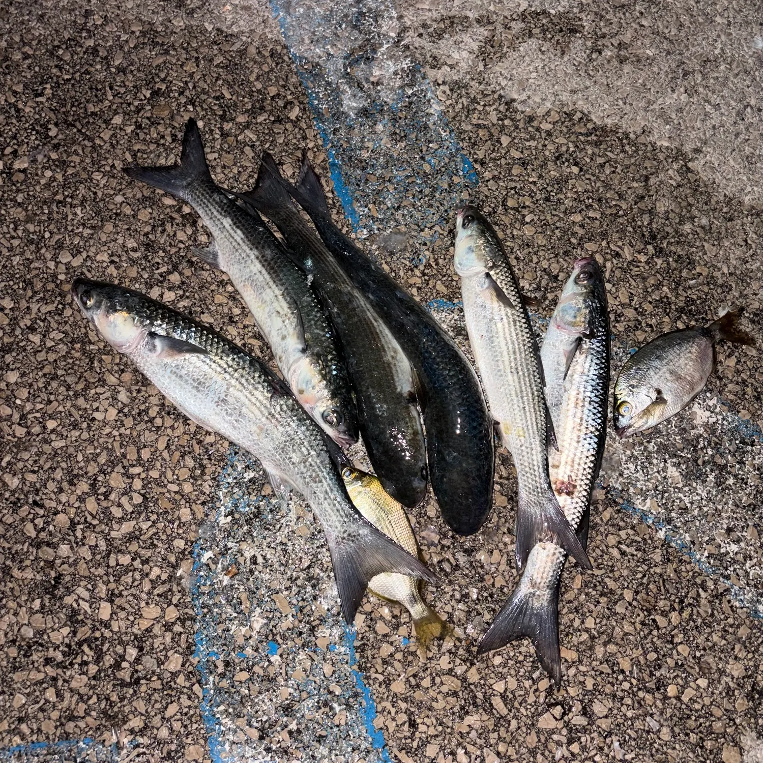 recently logged catches
