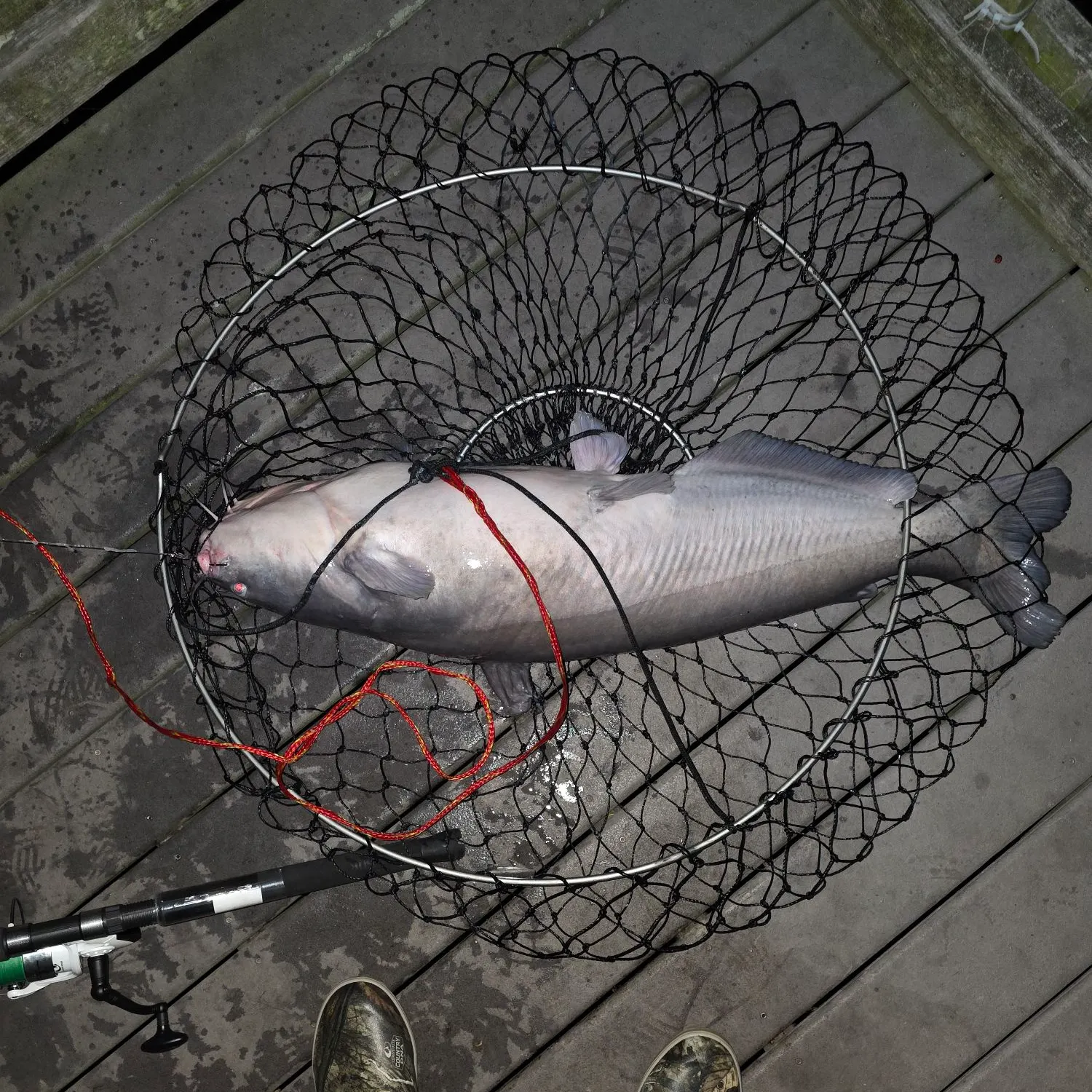Blue catfish caught on Fishbrain