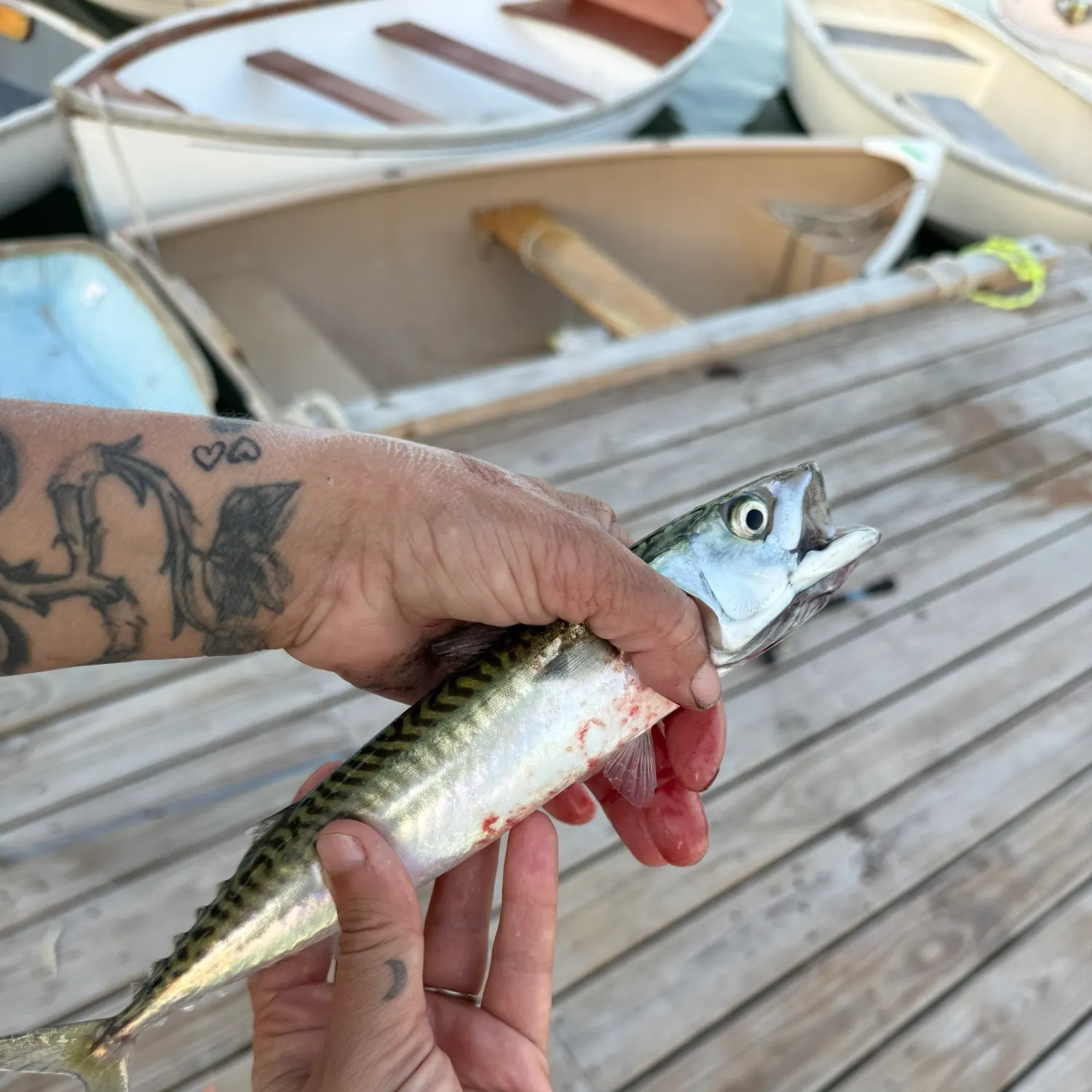 recently logged catches