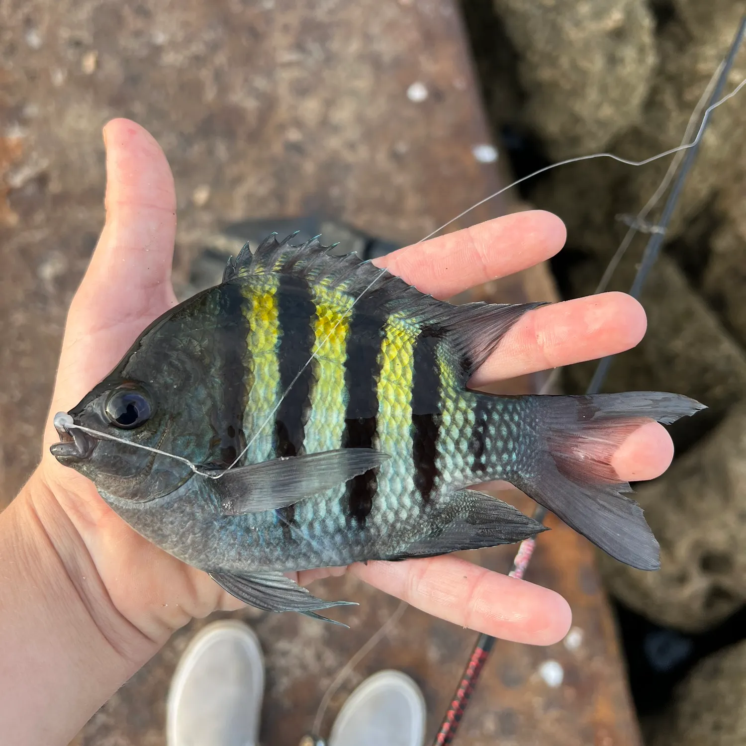 The most recent Sergeant-major catches on Fishbrain