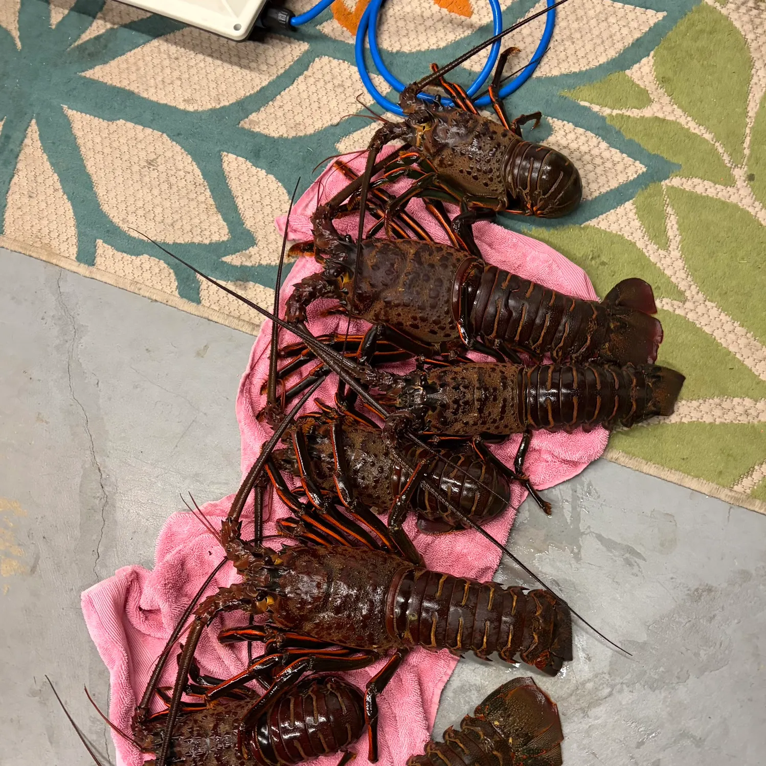 California spiny lobster caught on Fishbrain