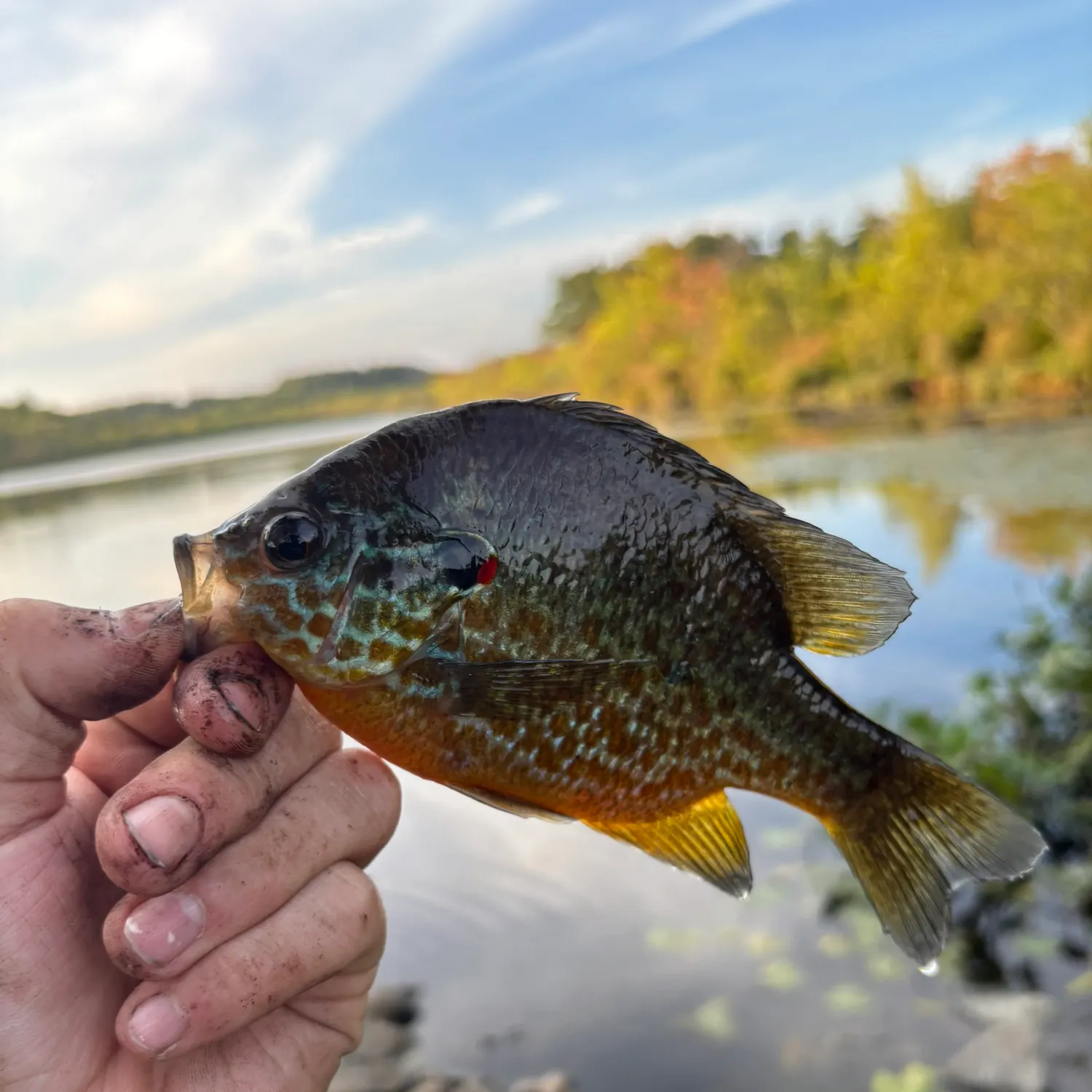 Pumpkinseed caught on Fishbrain