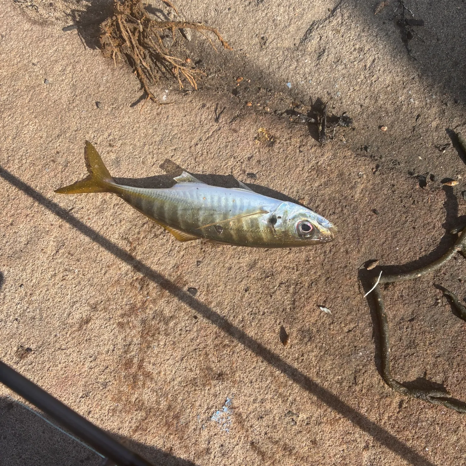 The most recent Yellowtail scad catches on Fishbrain