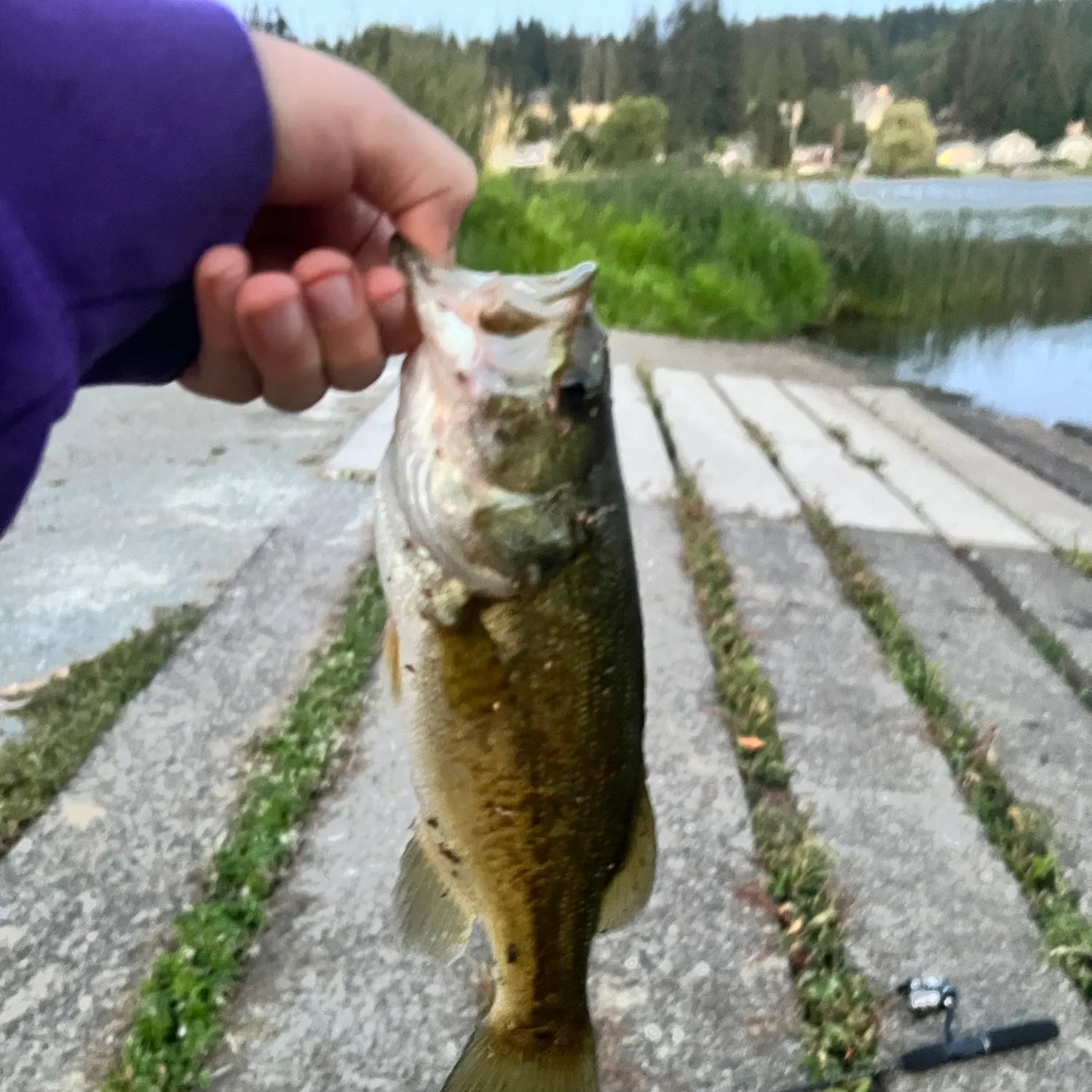 Largemouth bass caught on Fishbrain