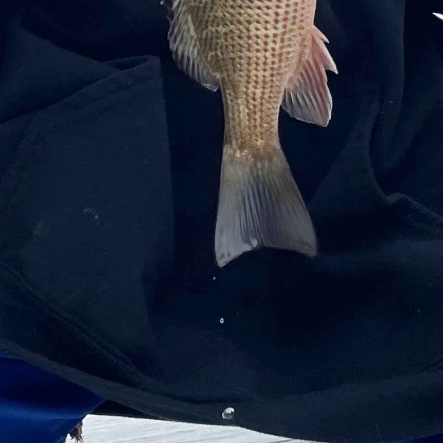 The most recent Mangrove snapper catches on Fishbrain
