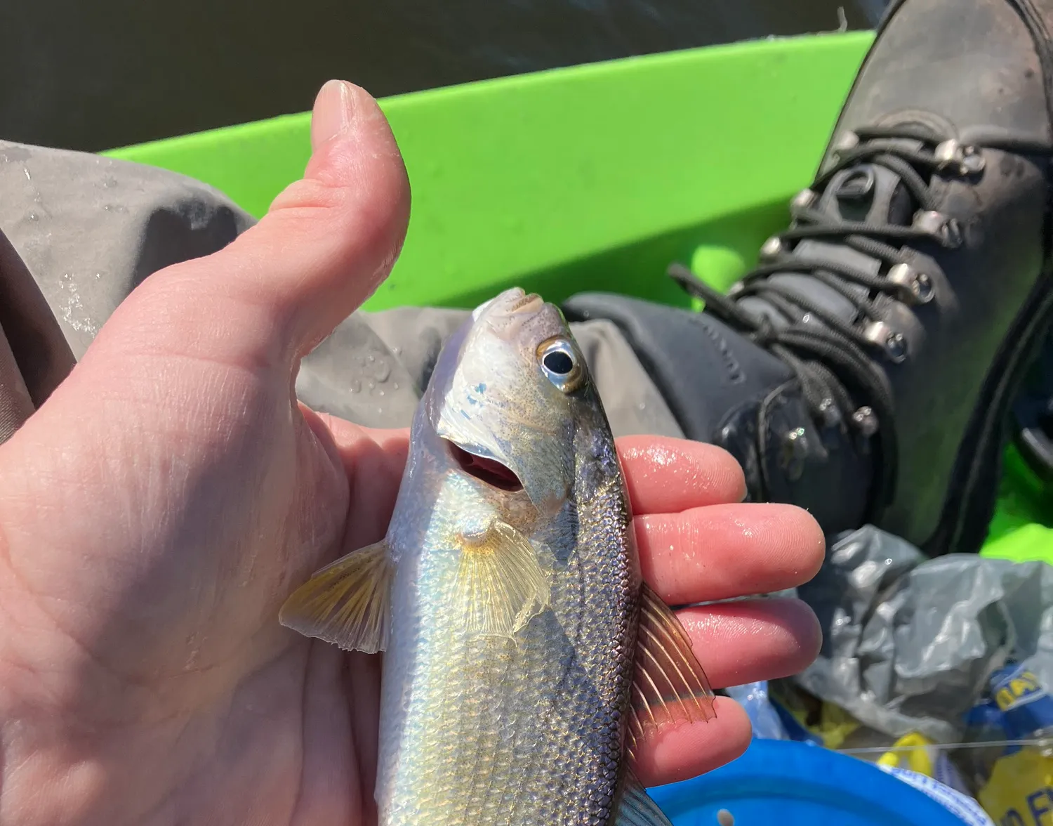 Silver perch