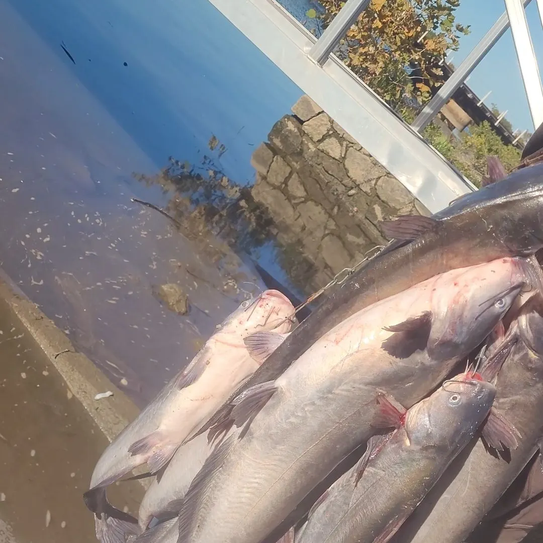 Blue catfish caught on Fishbrain