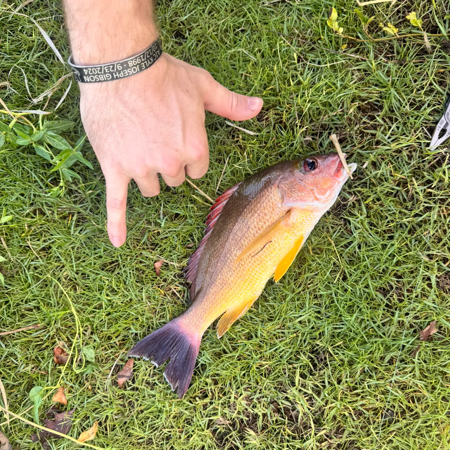 Blacktail snapper caught on Fishbrain