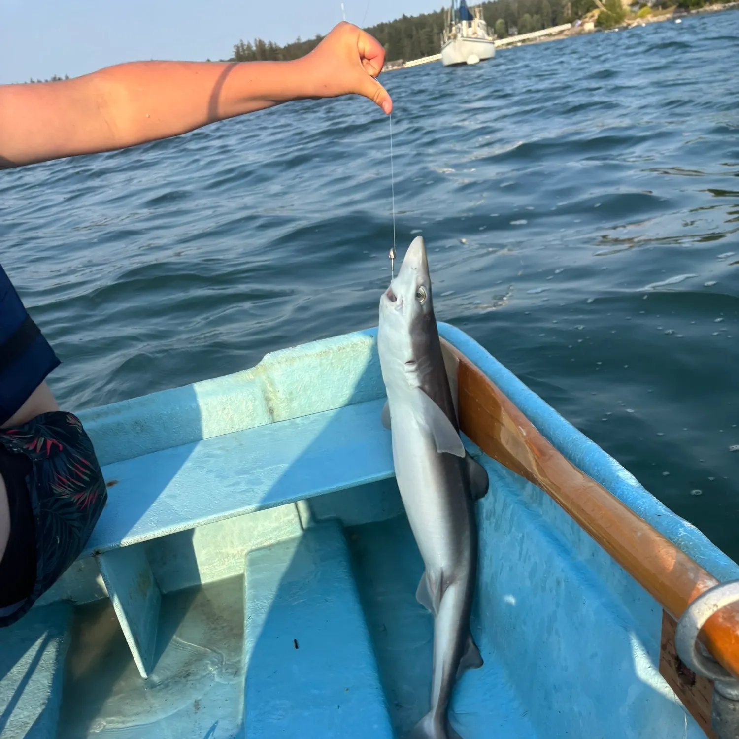 Pacific spiny dogfish caught on Fishbrain