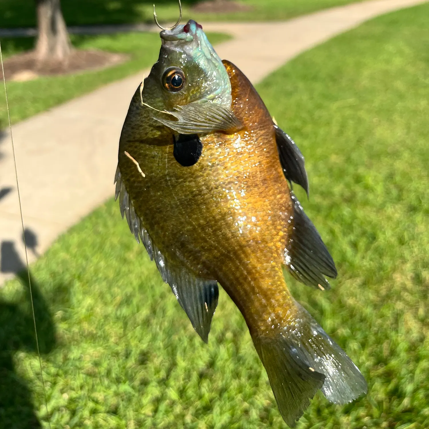 Bluegill caught on Fishbrain
