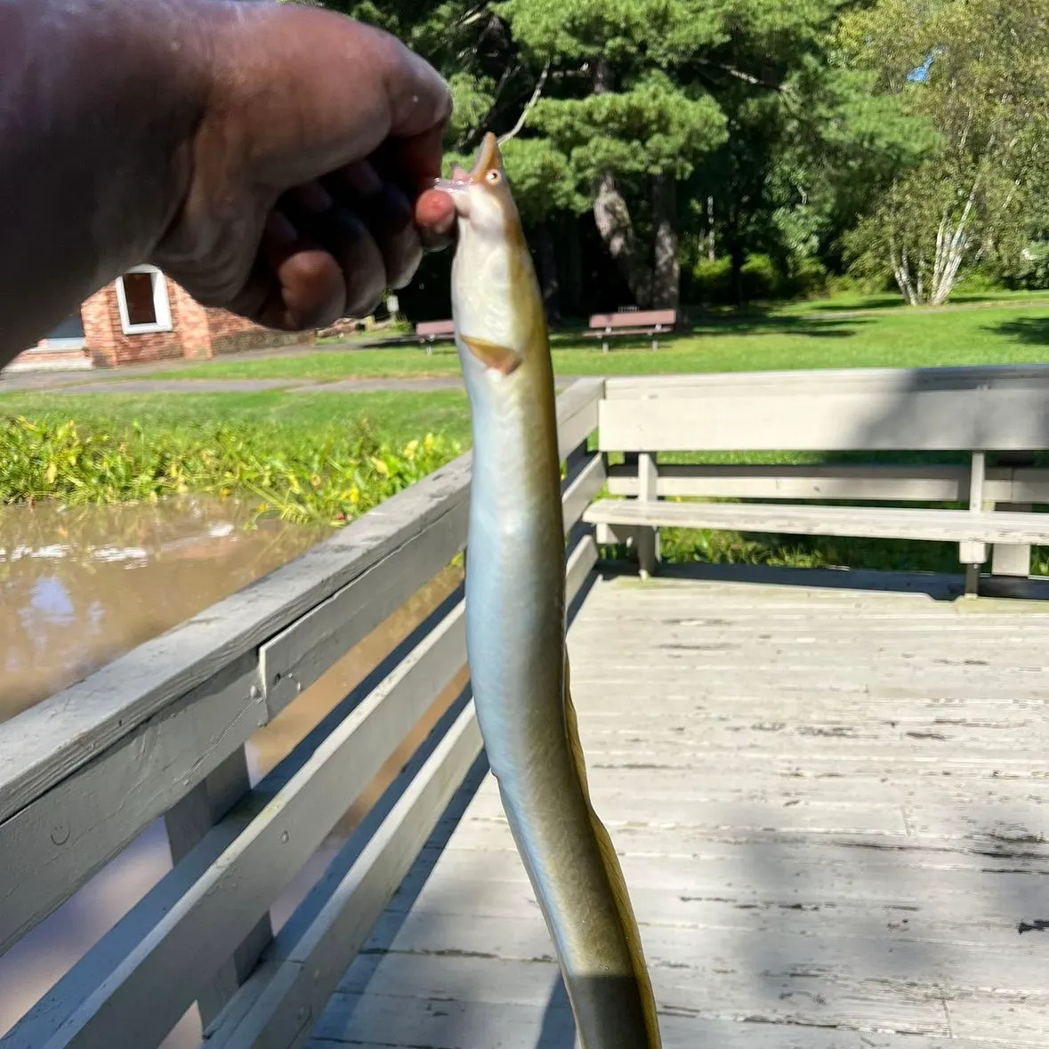 The most recent American eel catches on Fishbrain