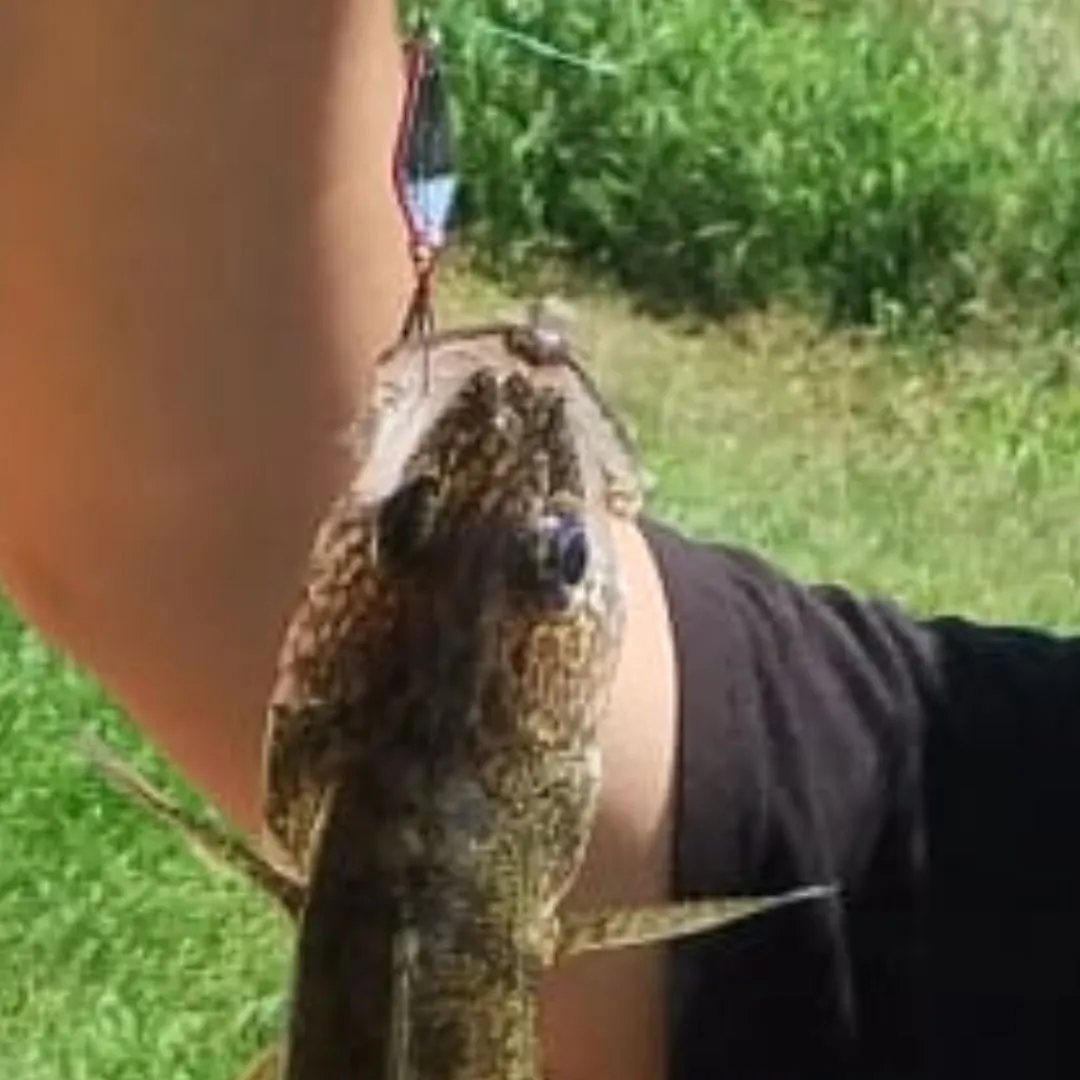 Walleye caught on Fishbrain