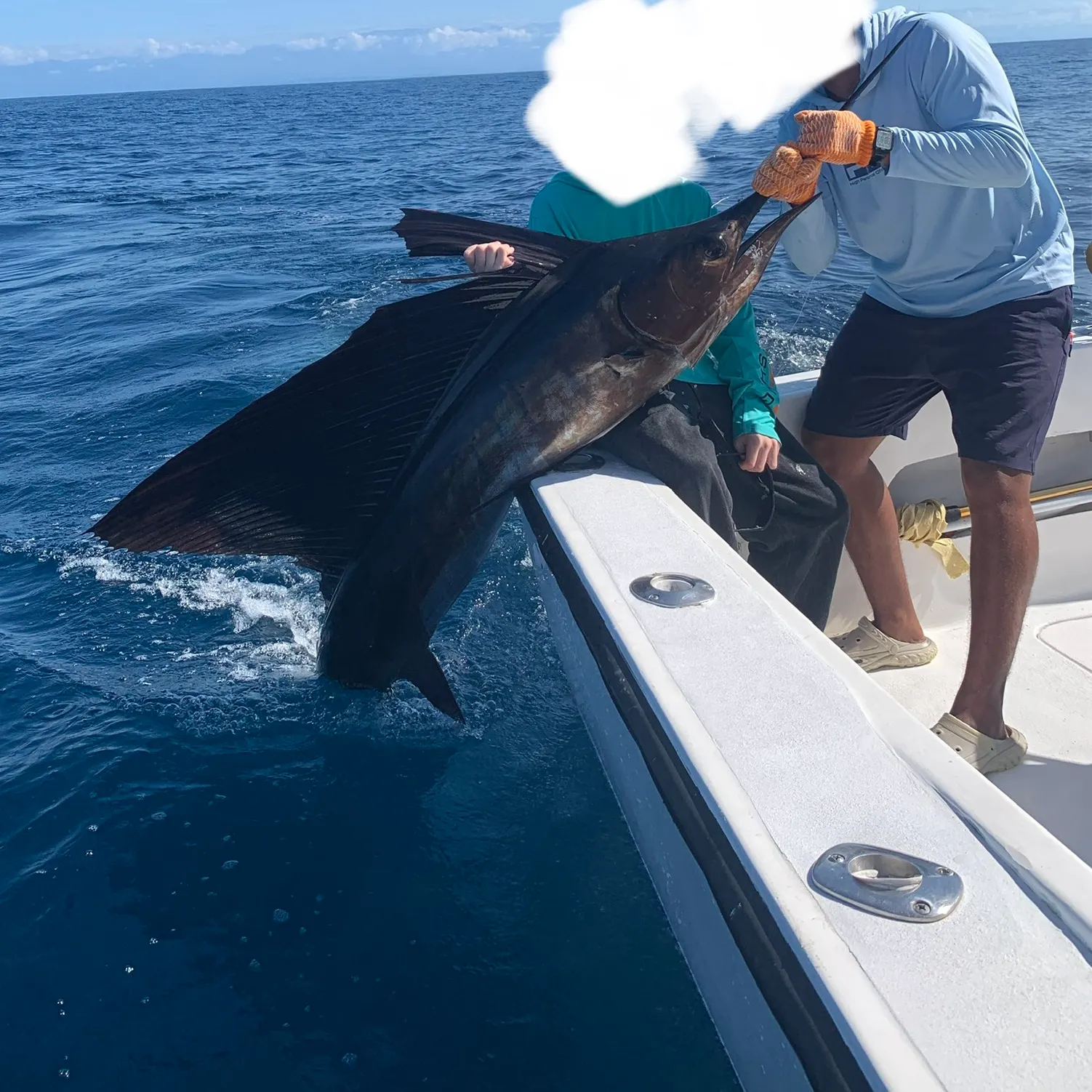 The most recent Indo-Pacific sailfish catches on Fishbrain