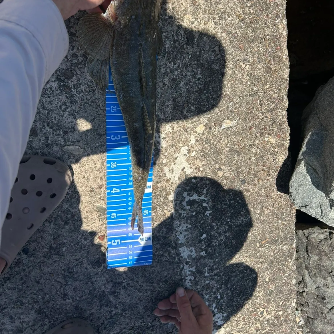 The most recent Dusky flathead catches on Fishbrain